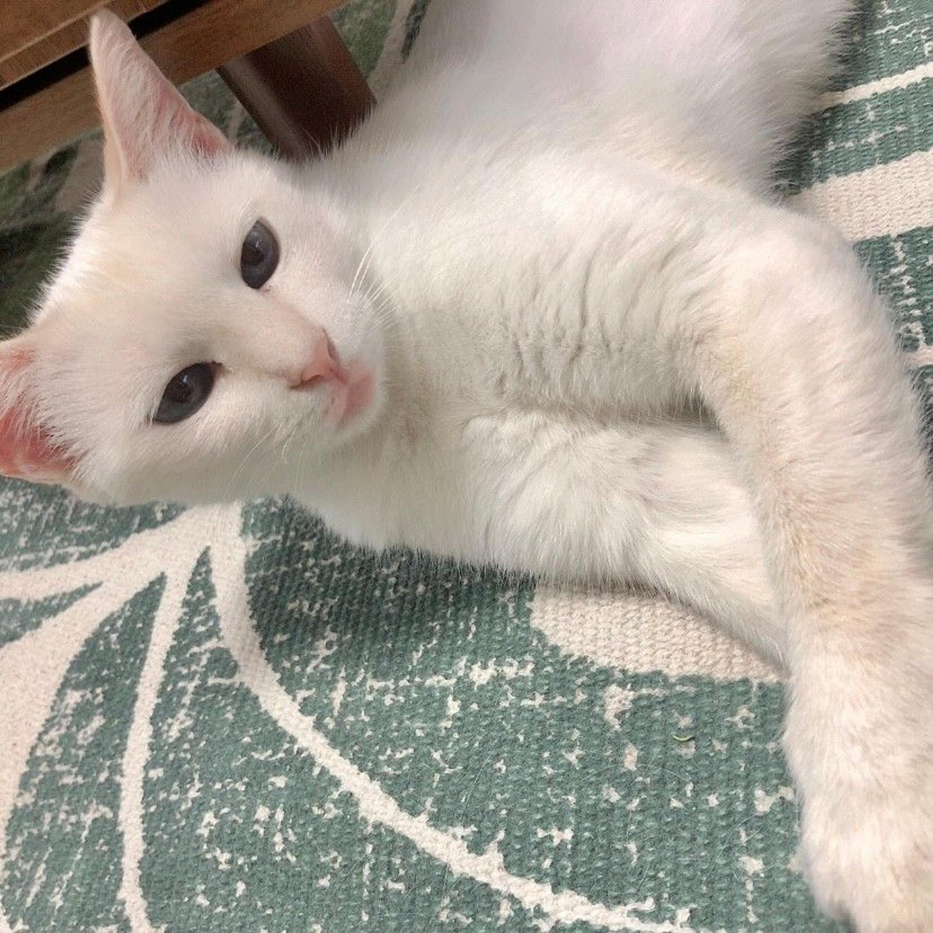 pet-image-2