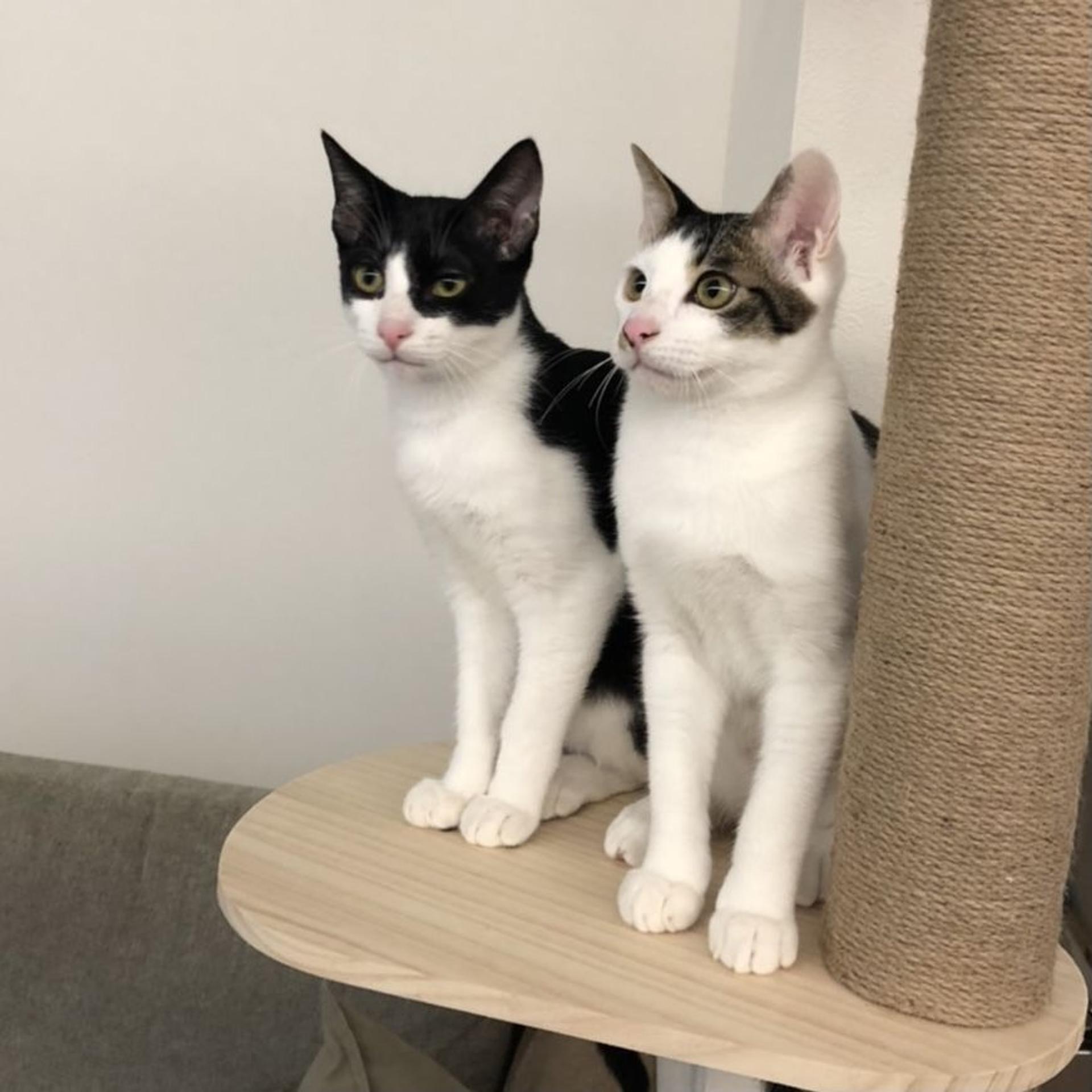 pet-image-6