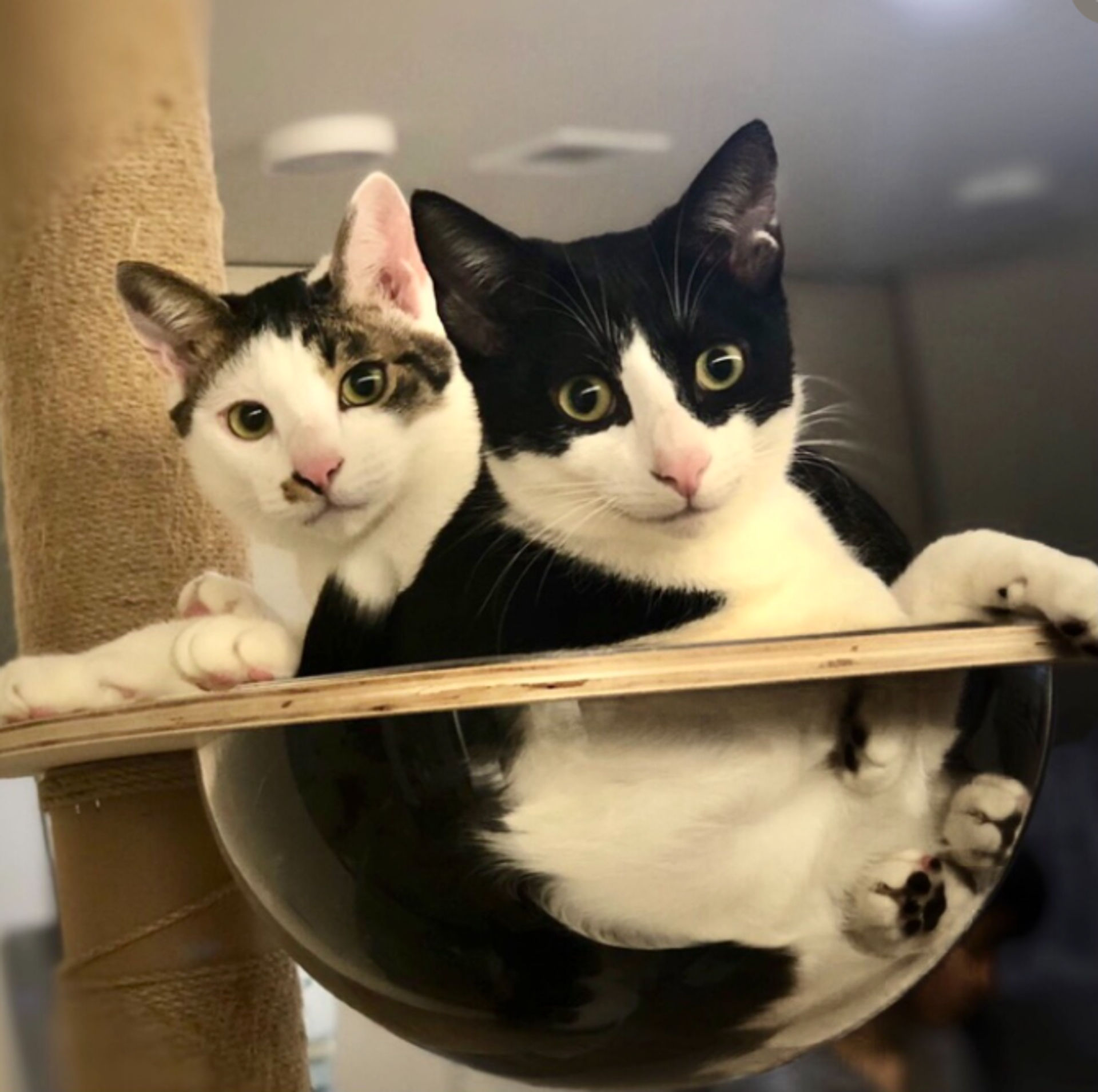 雑種（ミックス猫）・オスの里親募集の写真