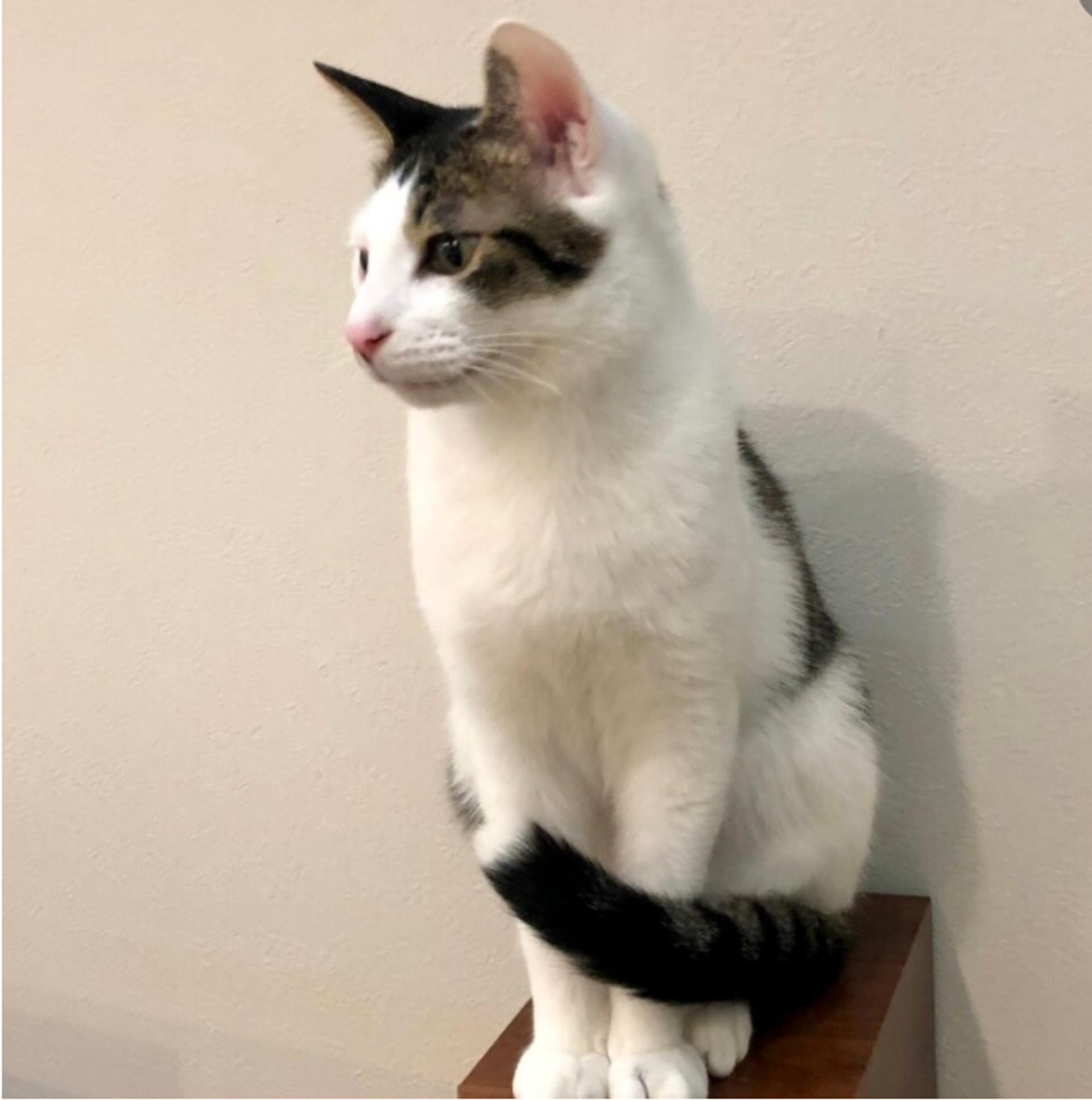 pet-image-3