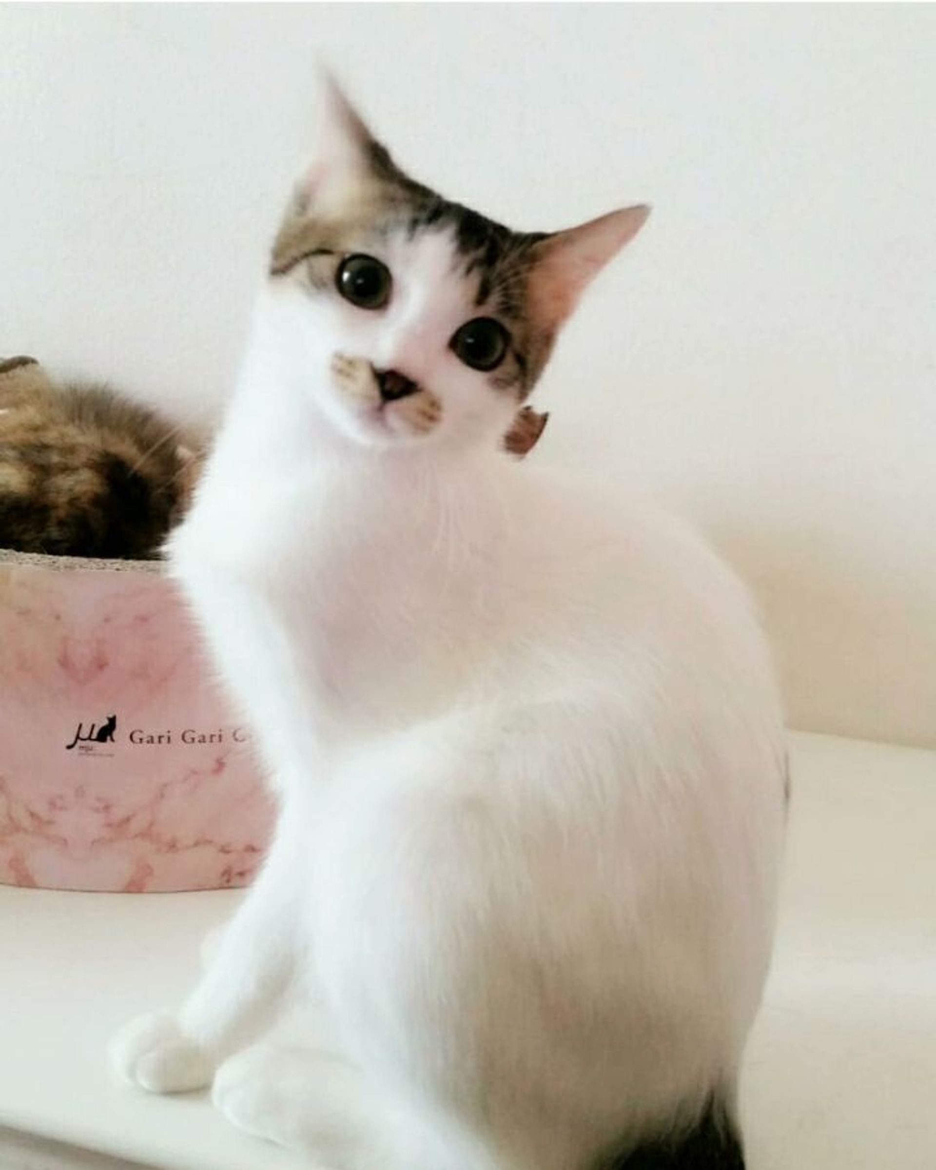 雑種（ミックス猫）・メスの里親募集の写真