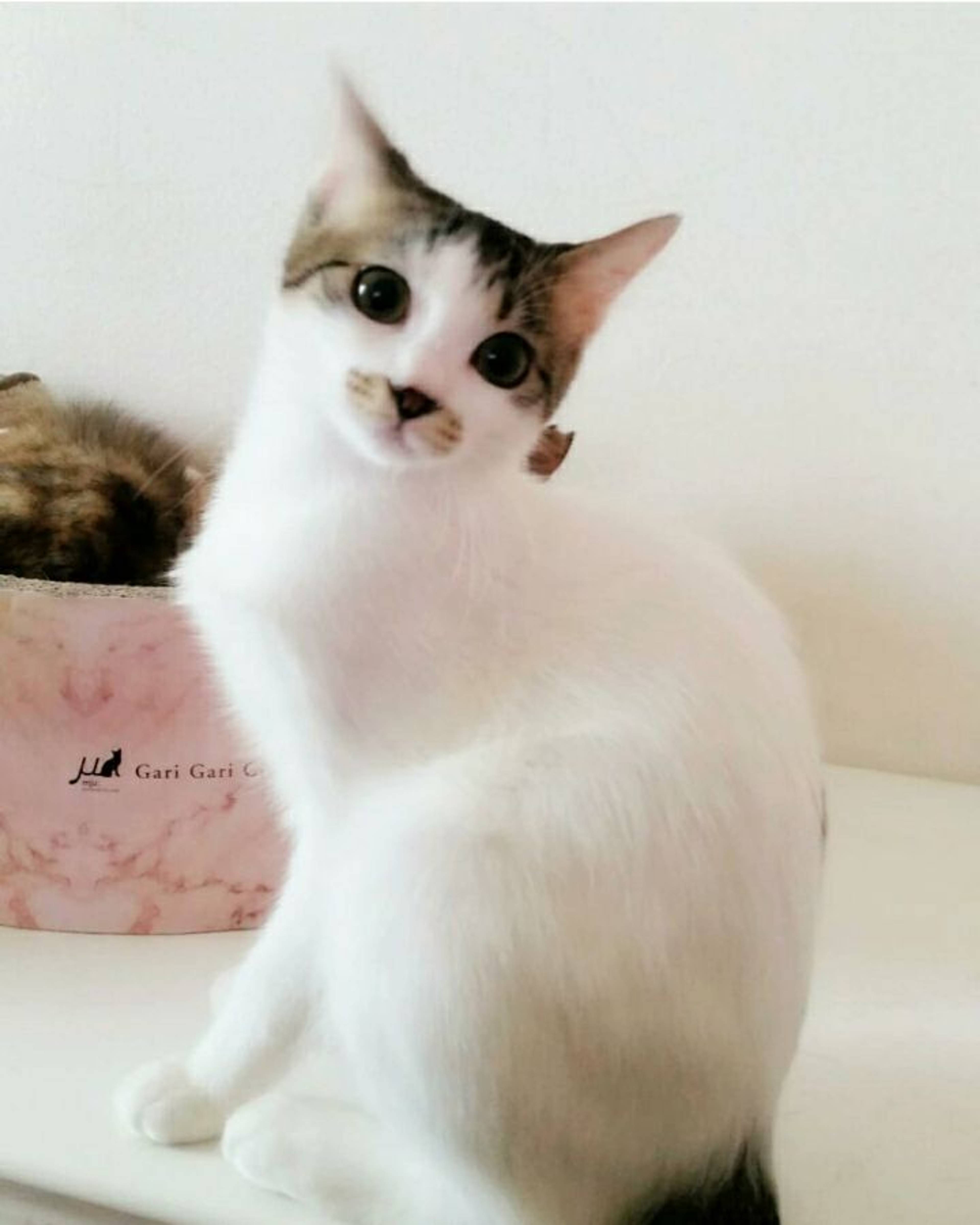 雑種（ミックス猫）・メスの里親募集の写真