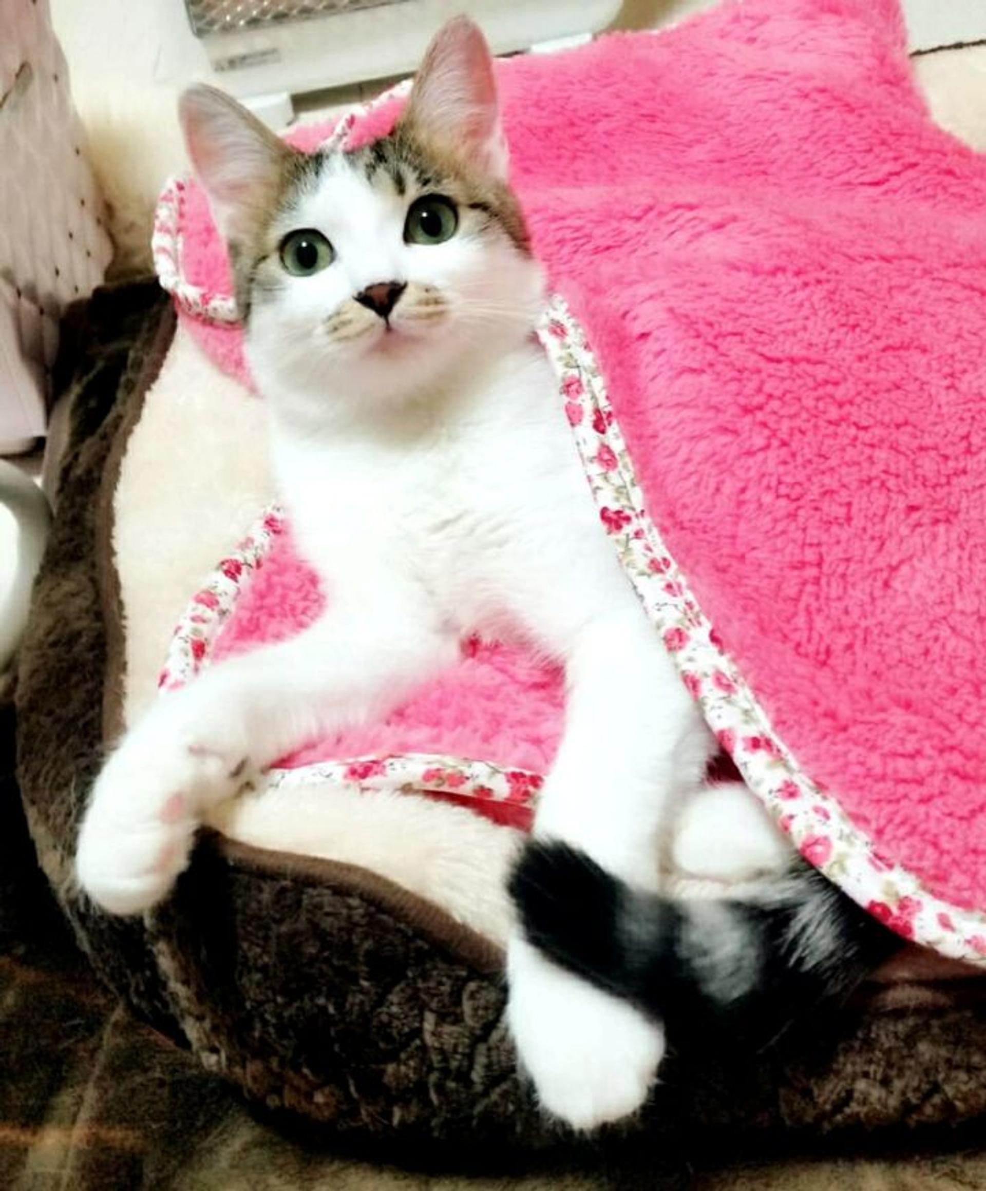 pet-image-3