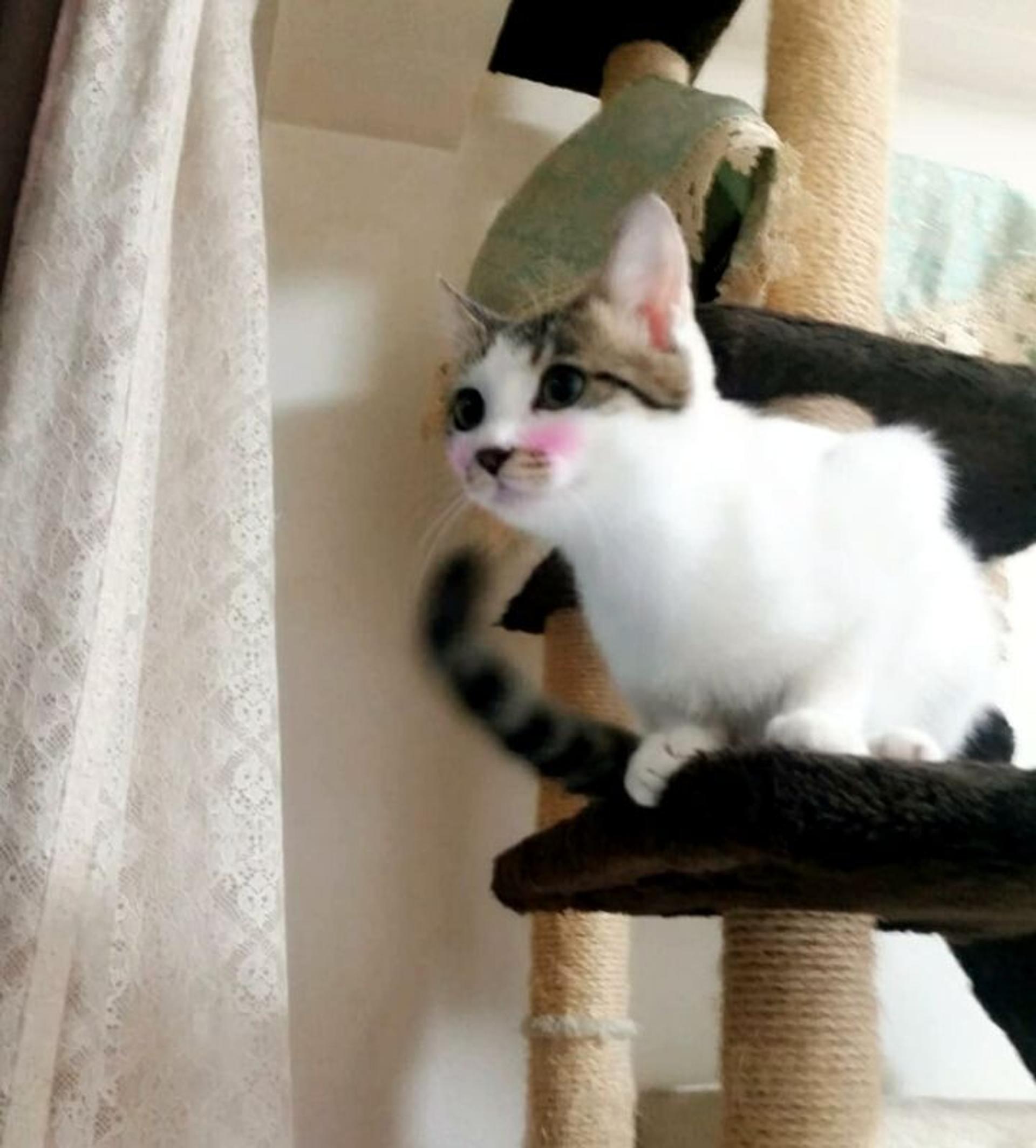 pet-image-5