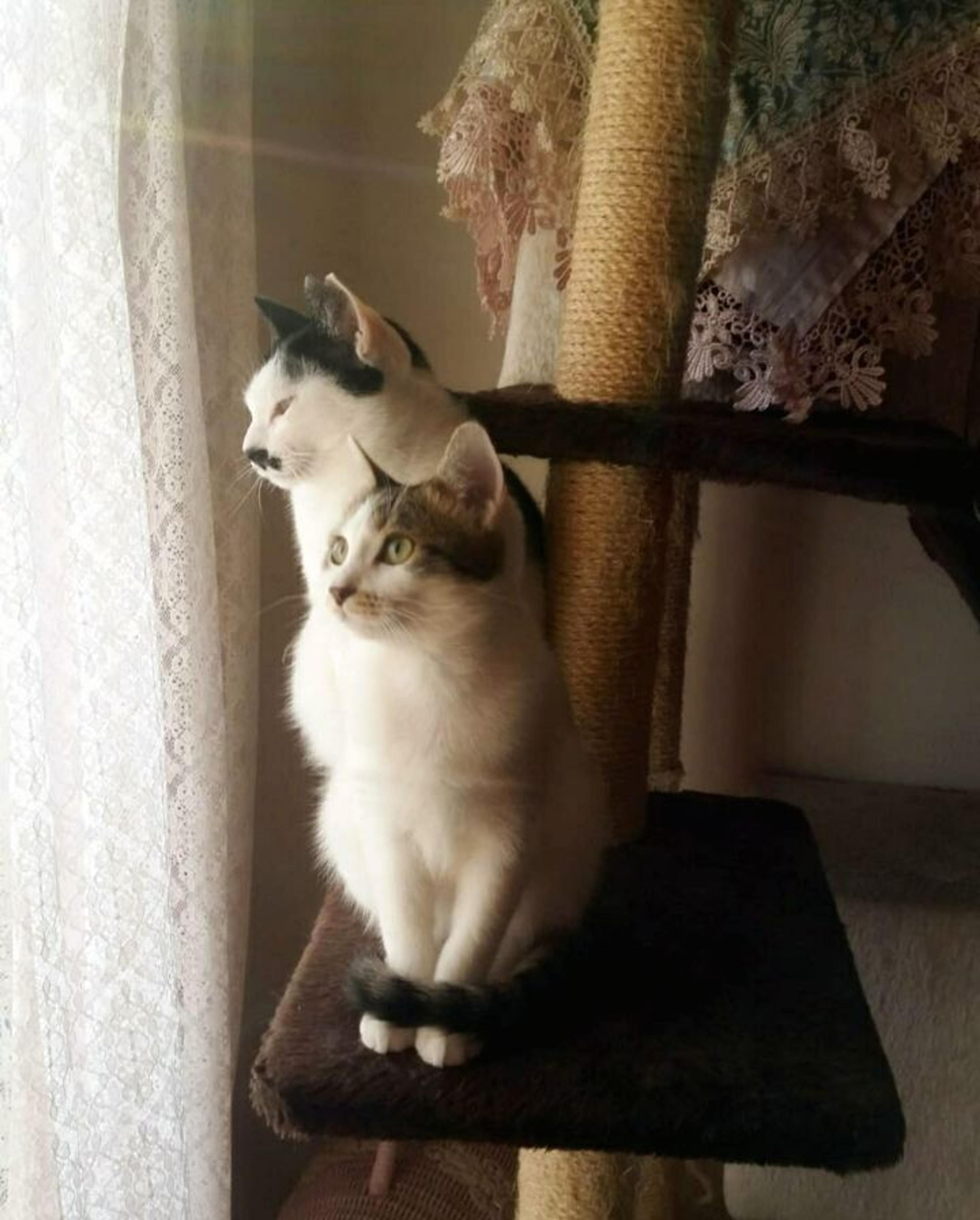 pet-image-6