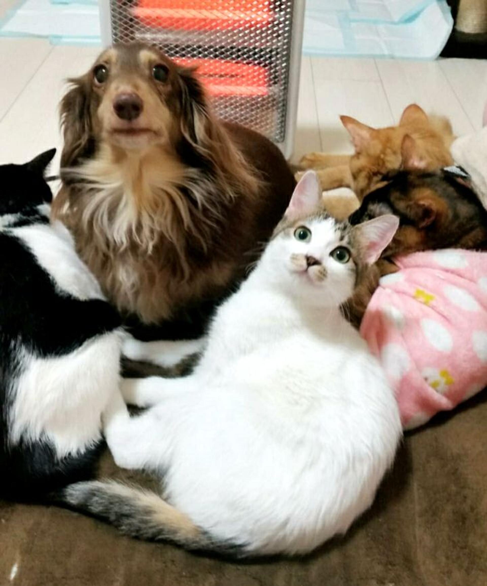 pet-image-8