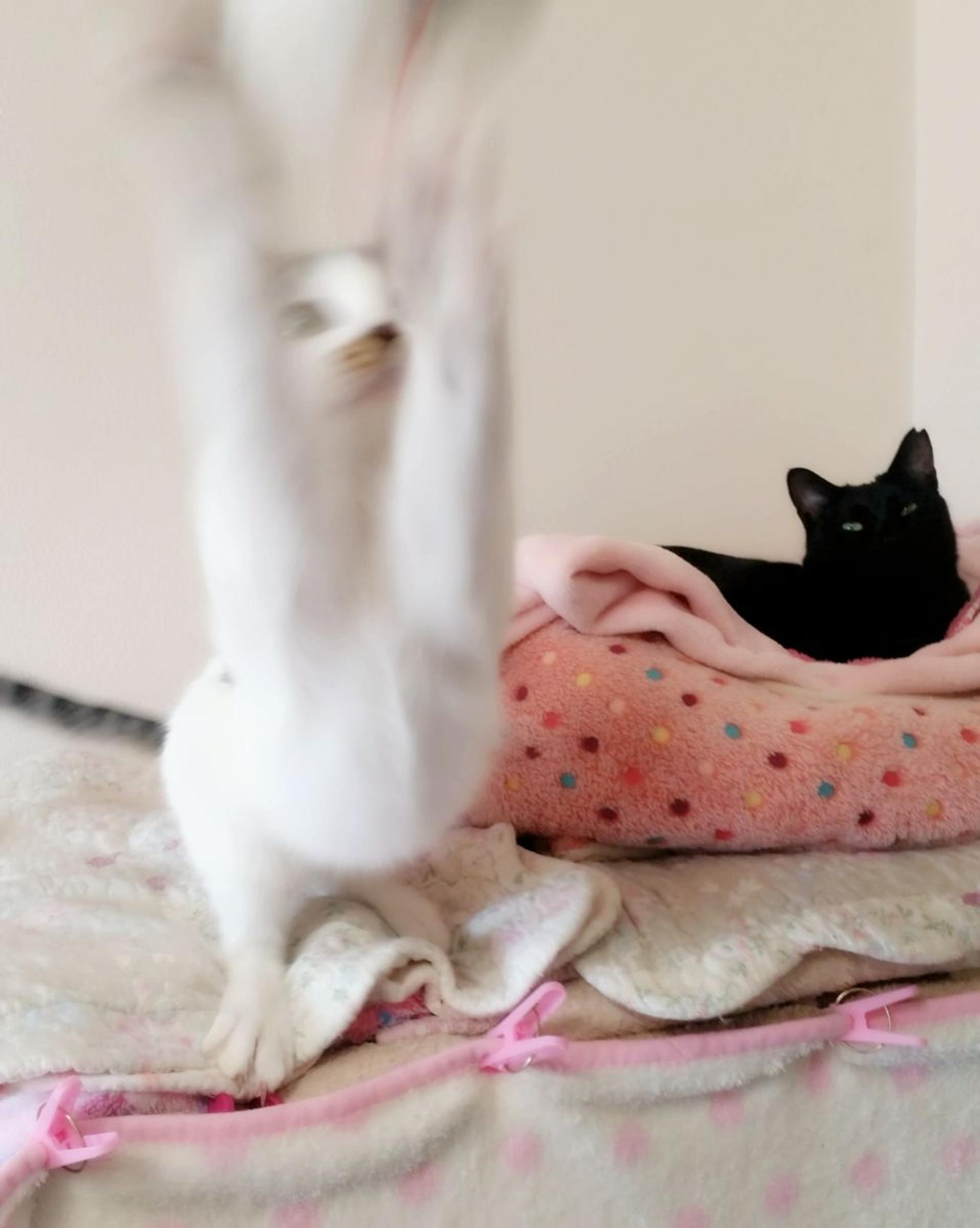 pet-image-9