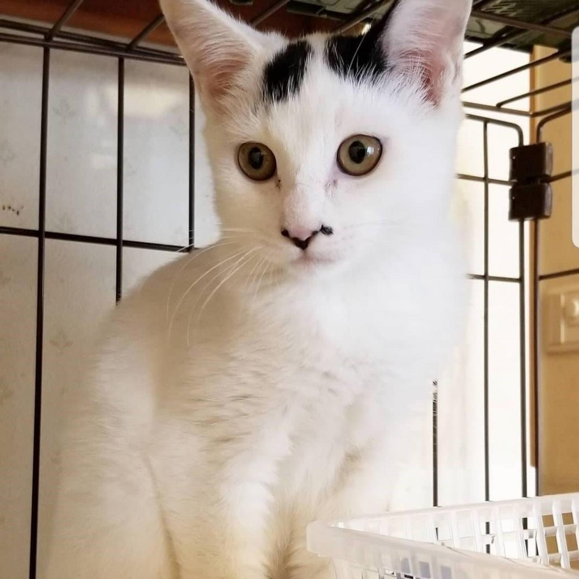 pet-image-2
