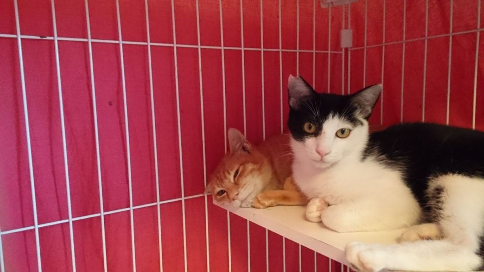 雑種（ミックス猫）・オスの里親募集の写真