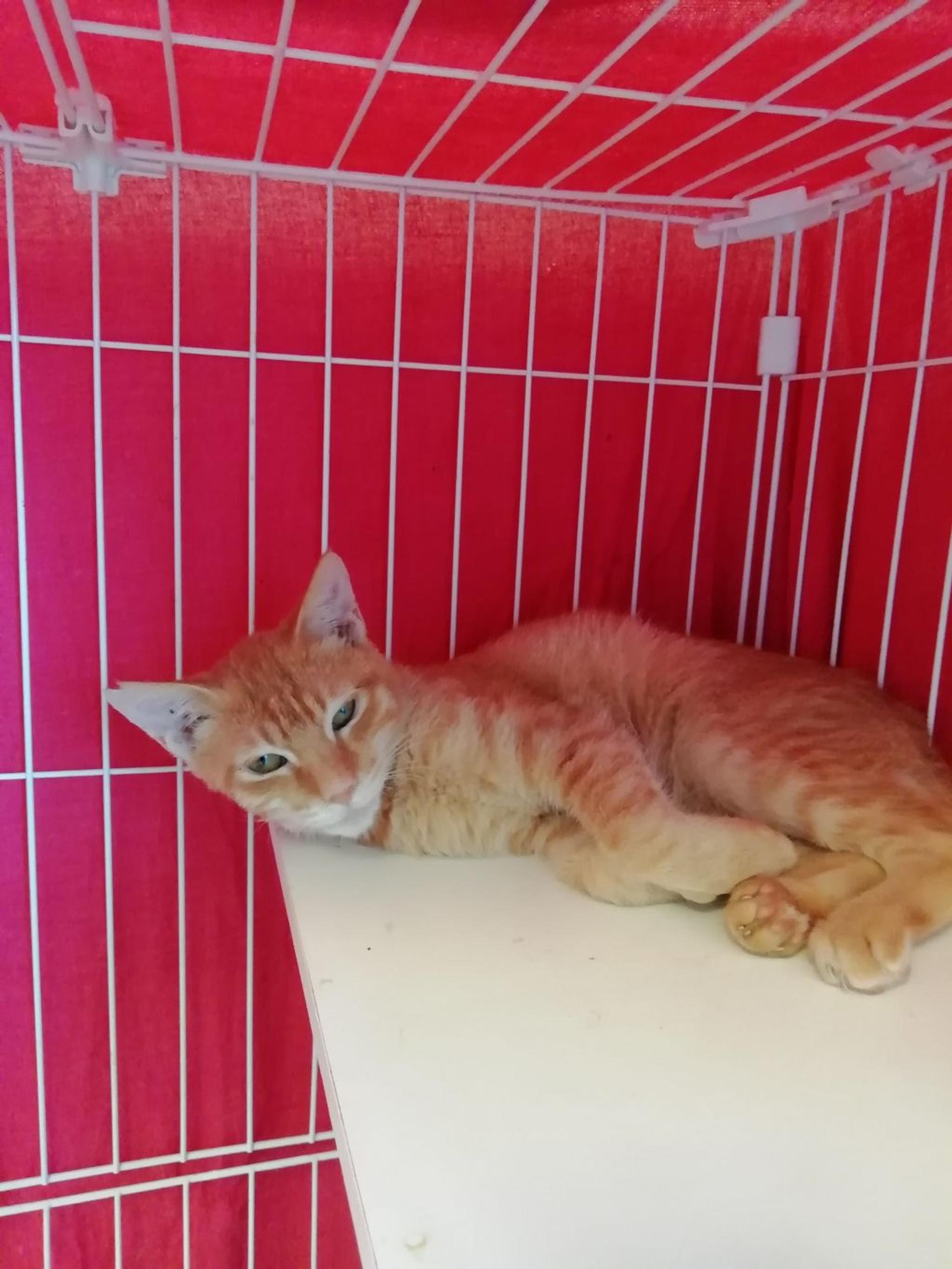 pet-image-8