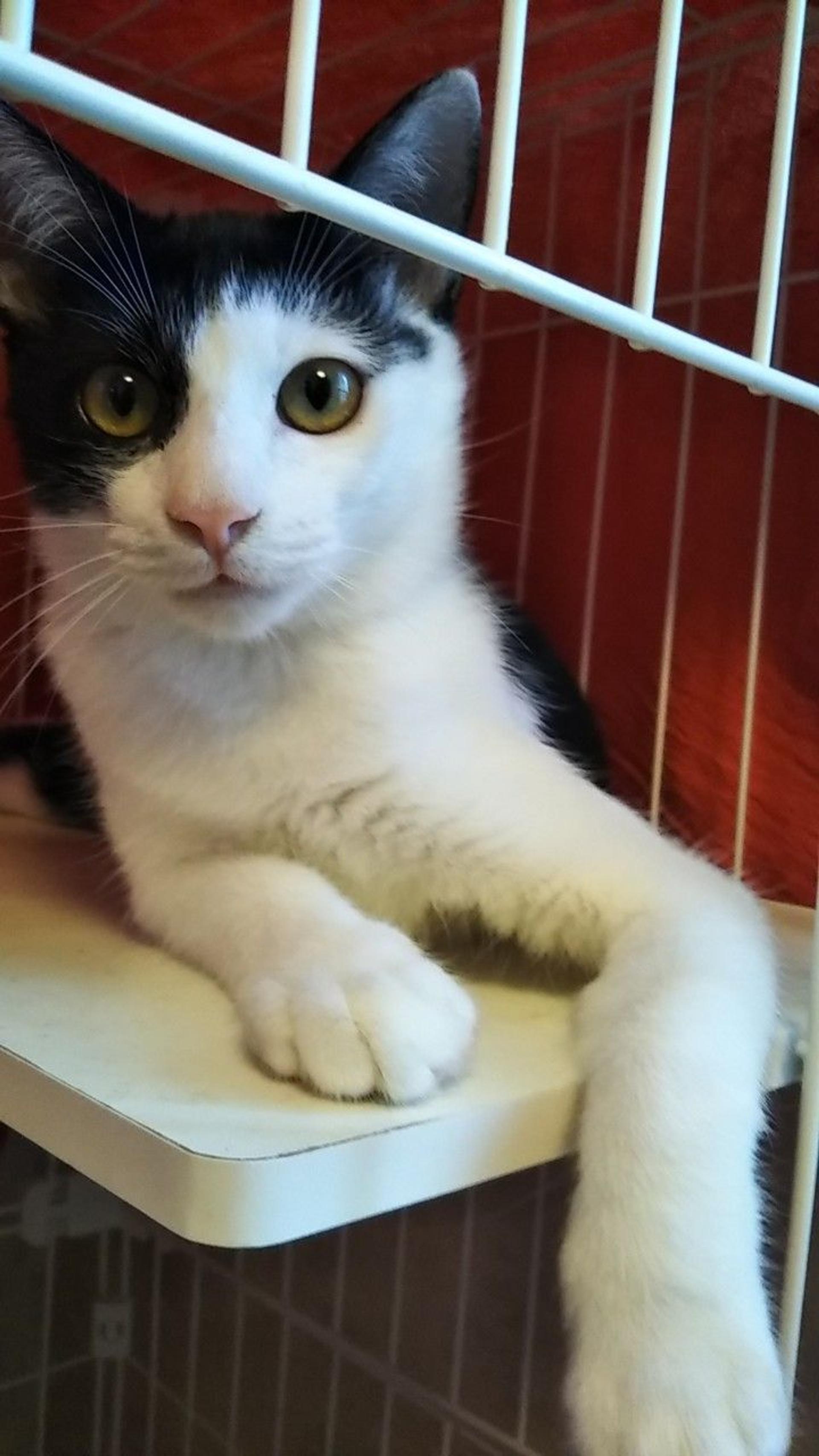 pet-image-2