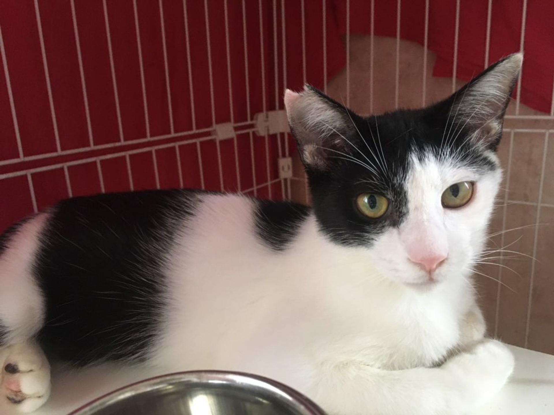 pet-image-9
