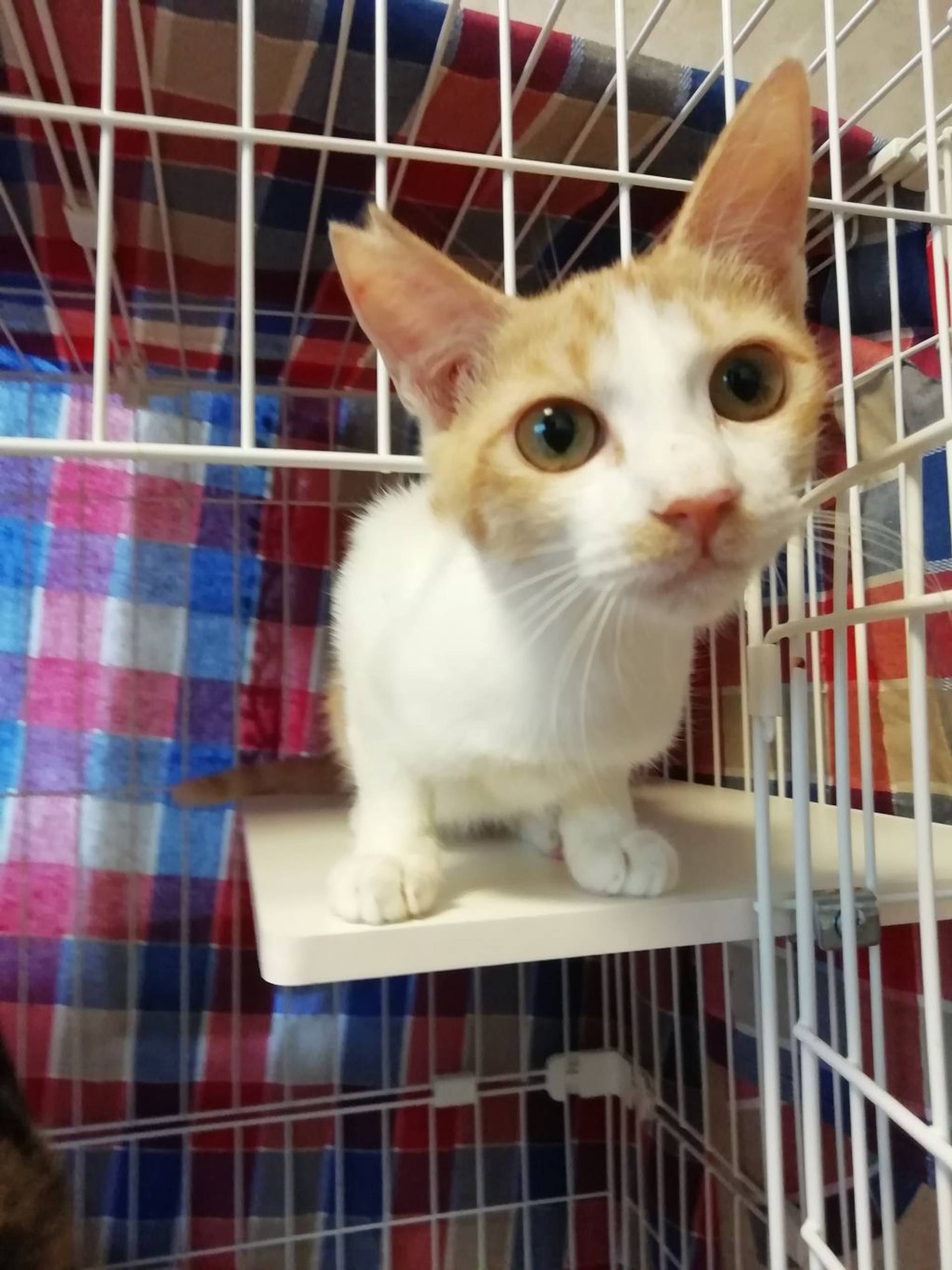 雑種（ミックス猫）・メスの里親募集の写真