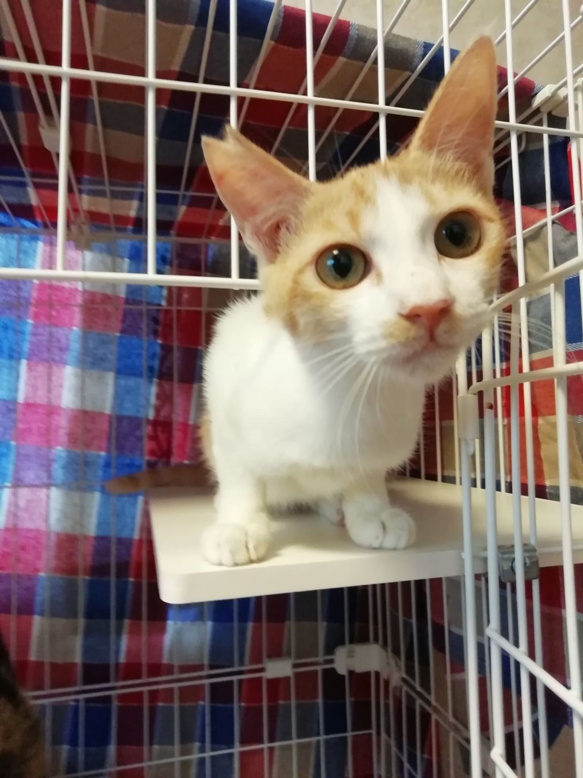 雑種（ミックス猫）・メスの里親募集の写真
