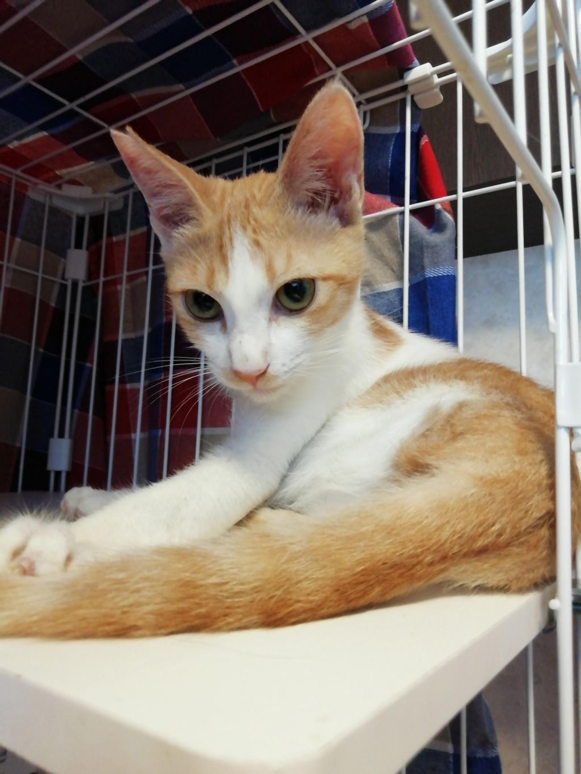pet-image-4