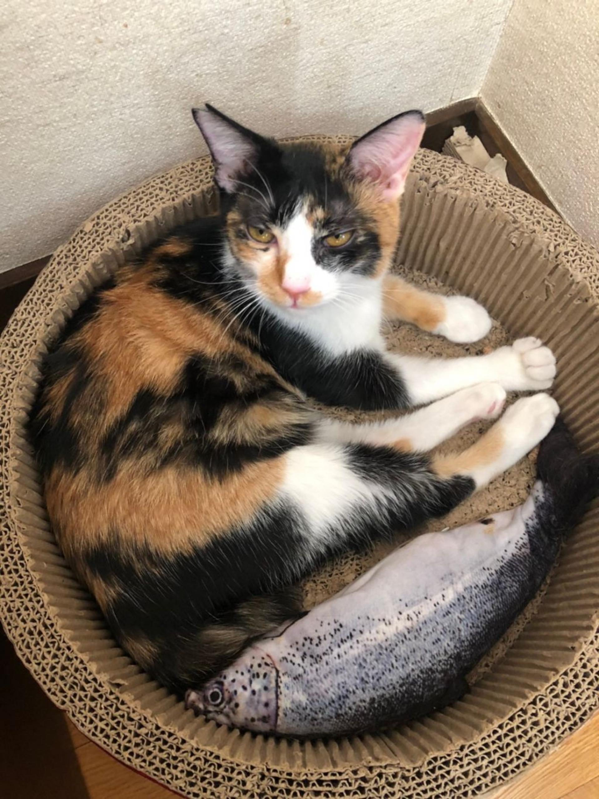 pet-image-2