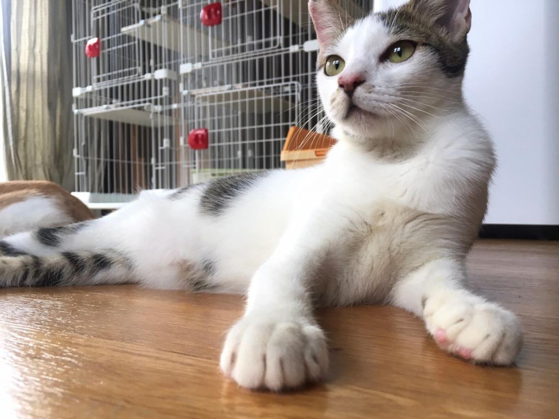 pet-image-6
