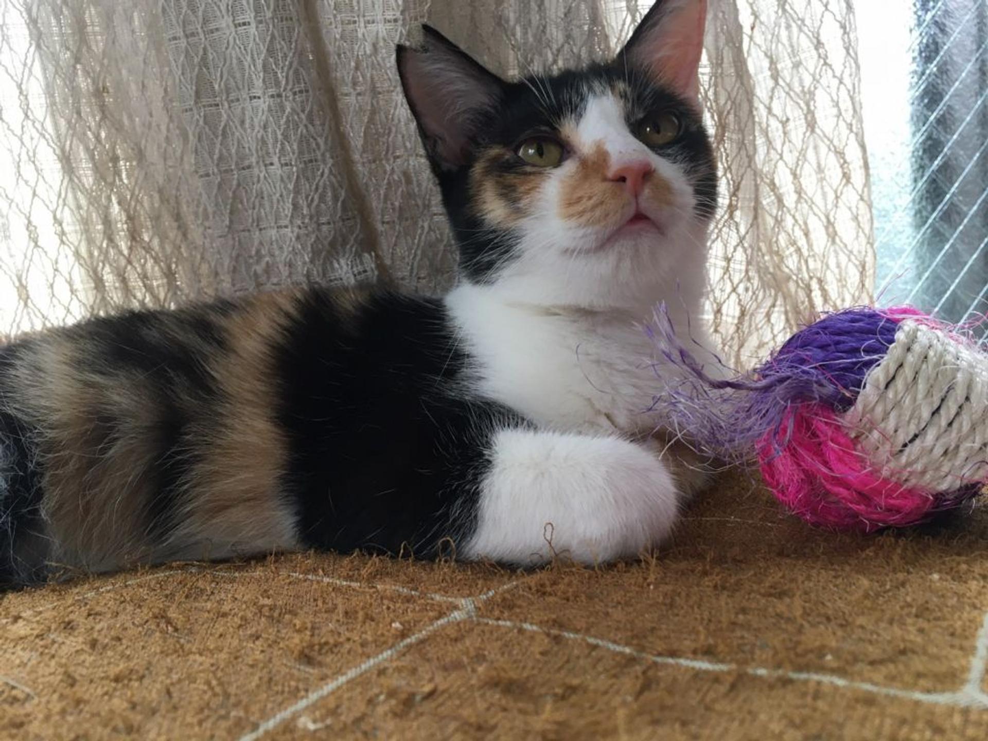 pet-image-9