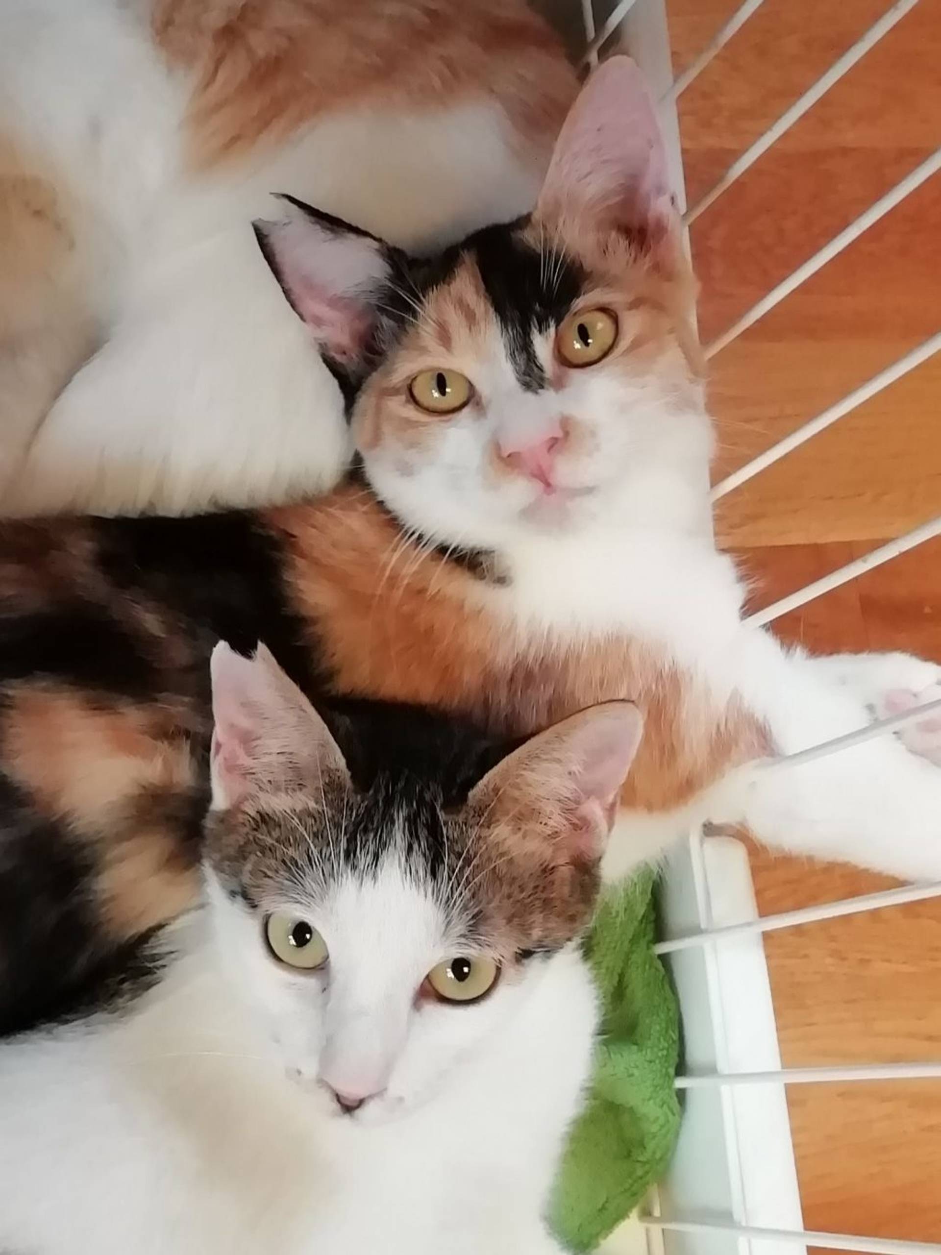 雑種（ミックス猫）・メスの里親募集の写真