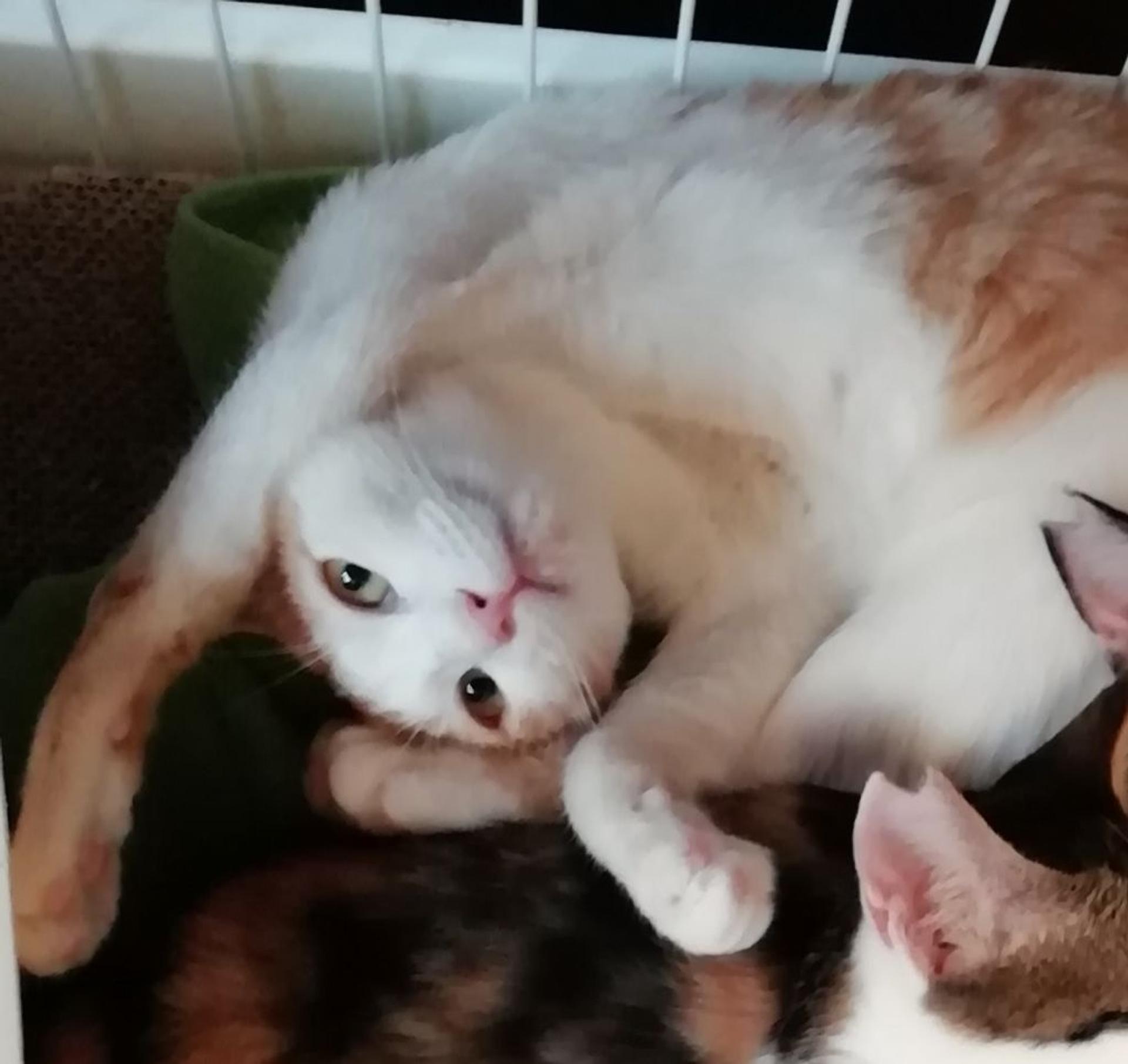 pet-image-3