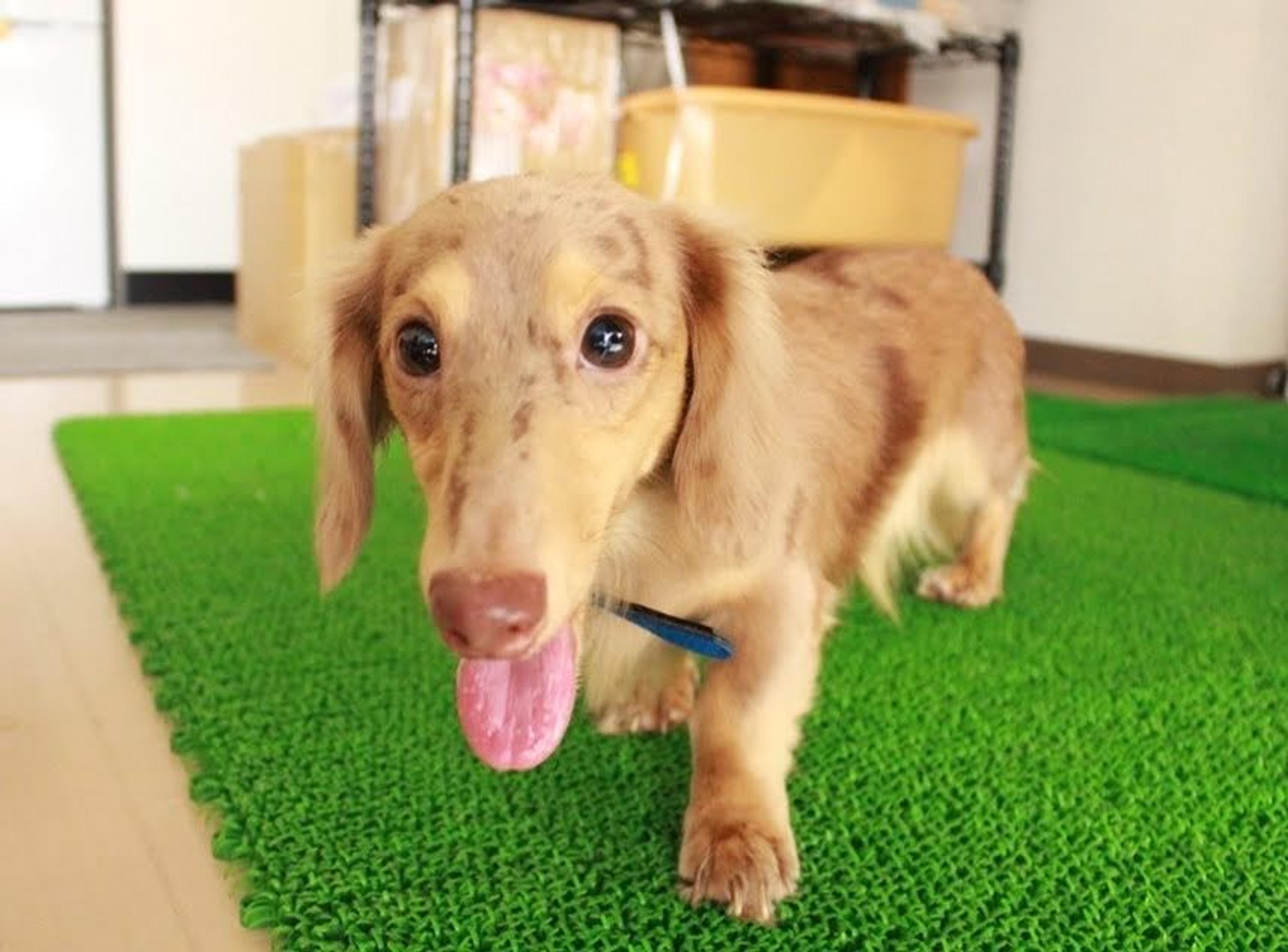 pet-image-3