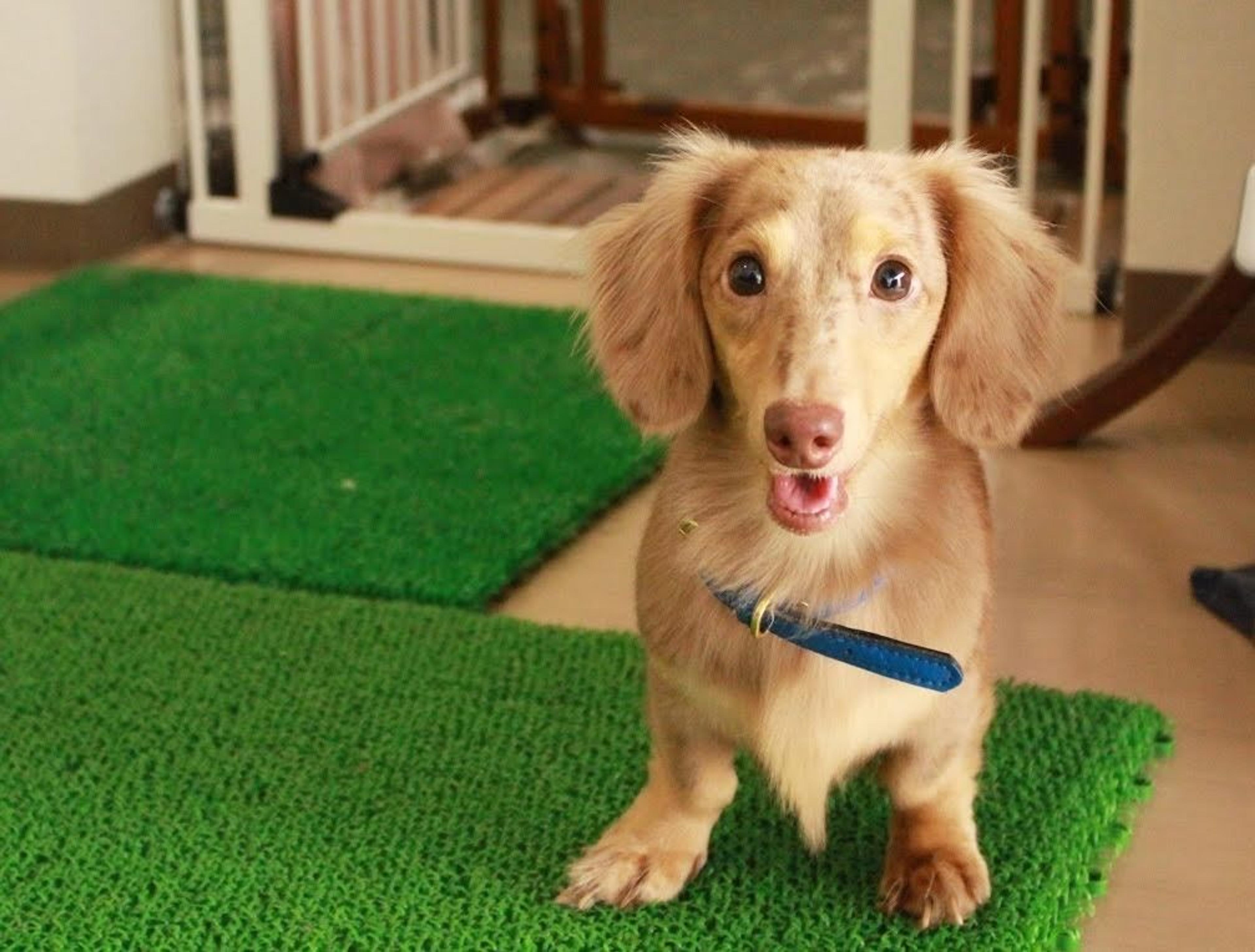 pet-image-4