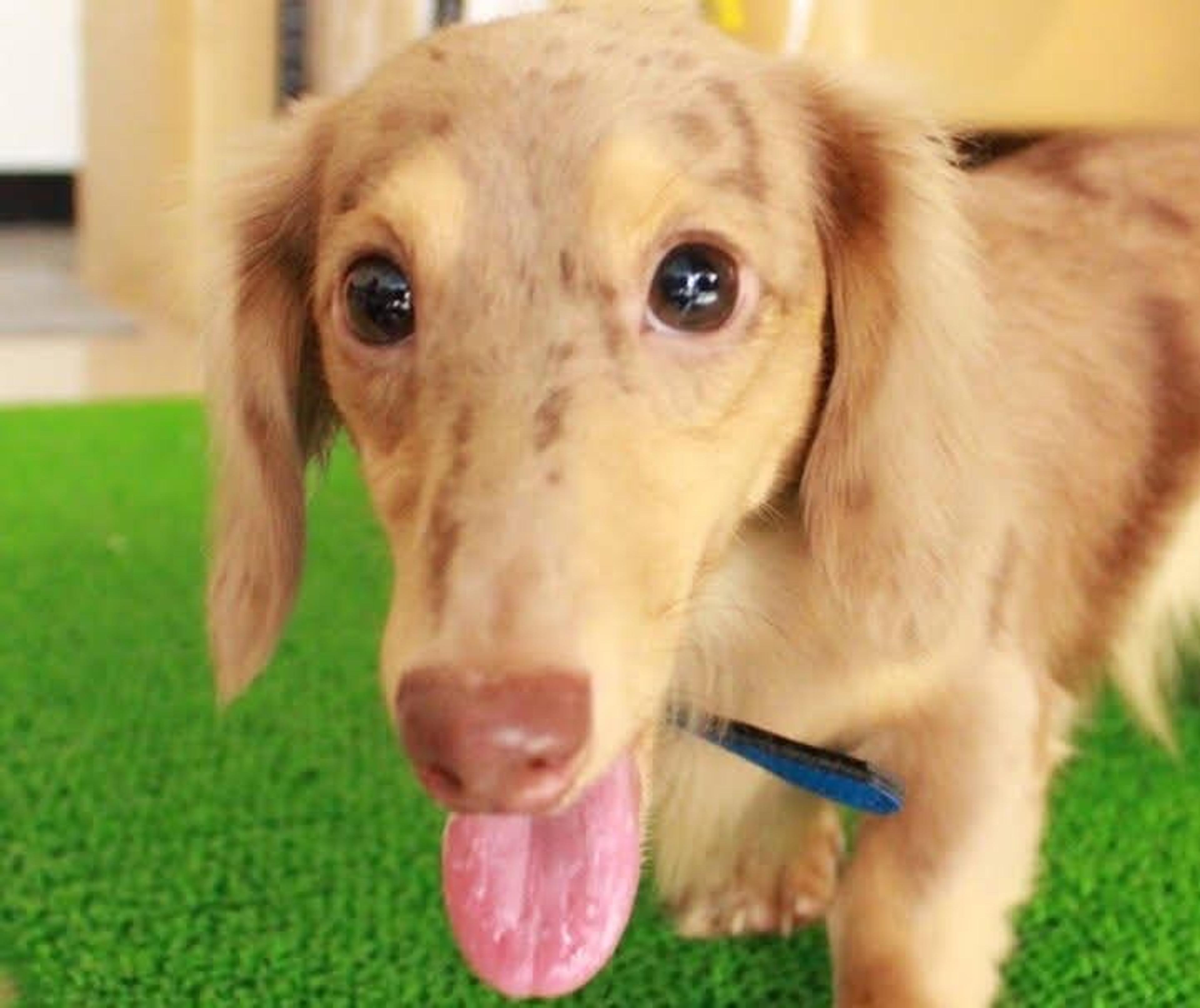 pet-image-5