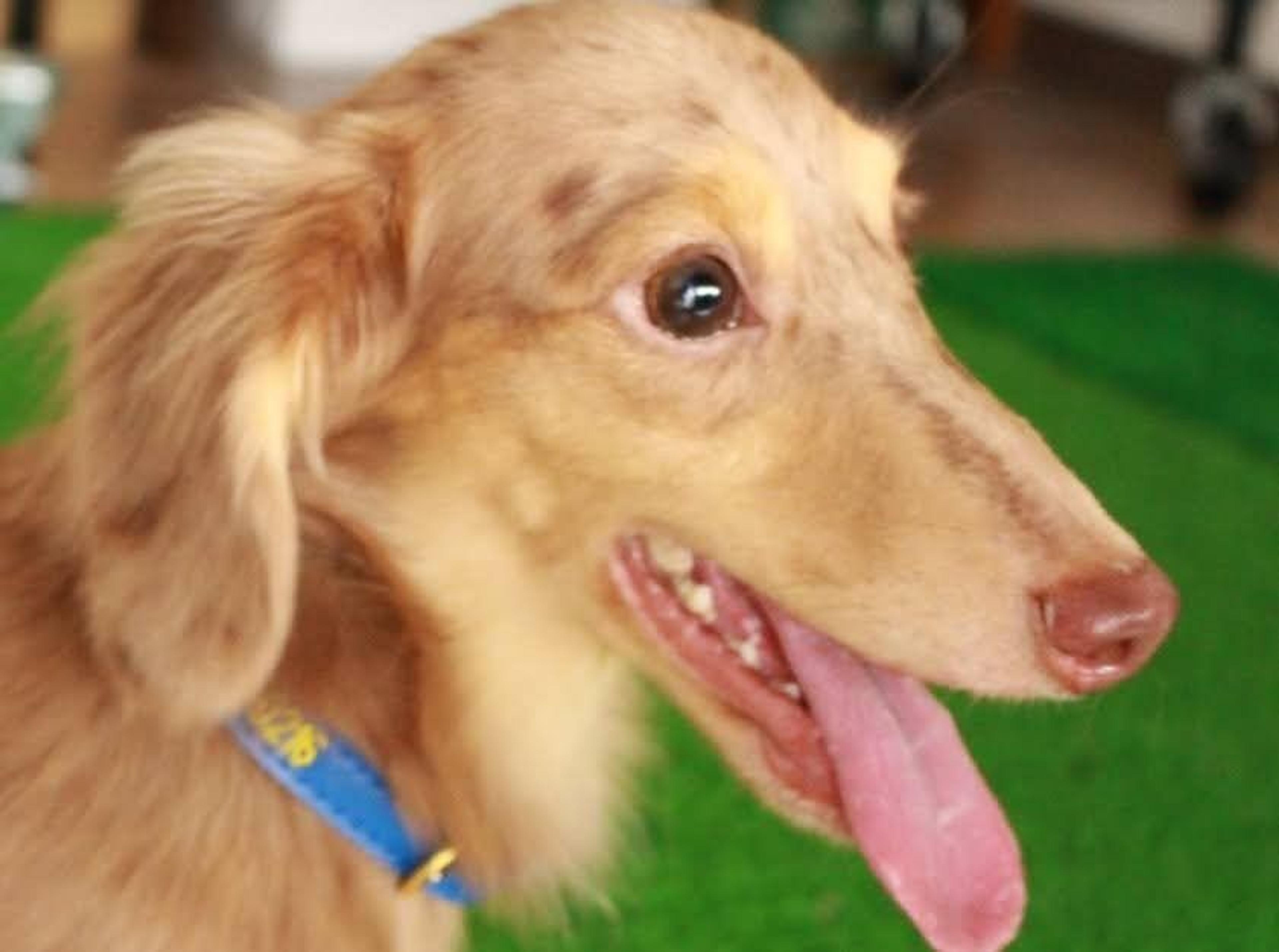 pet-image-6