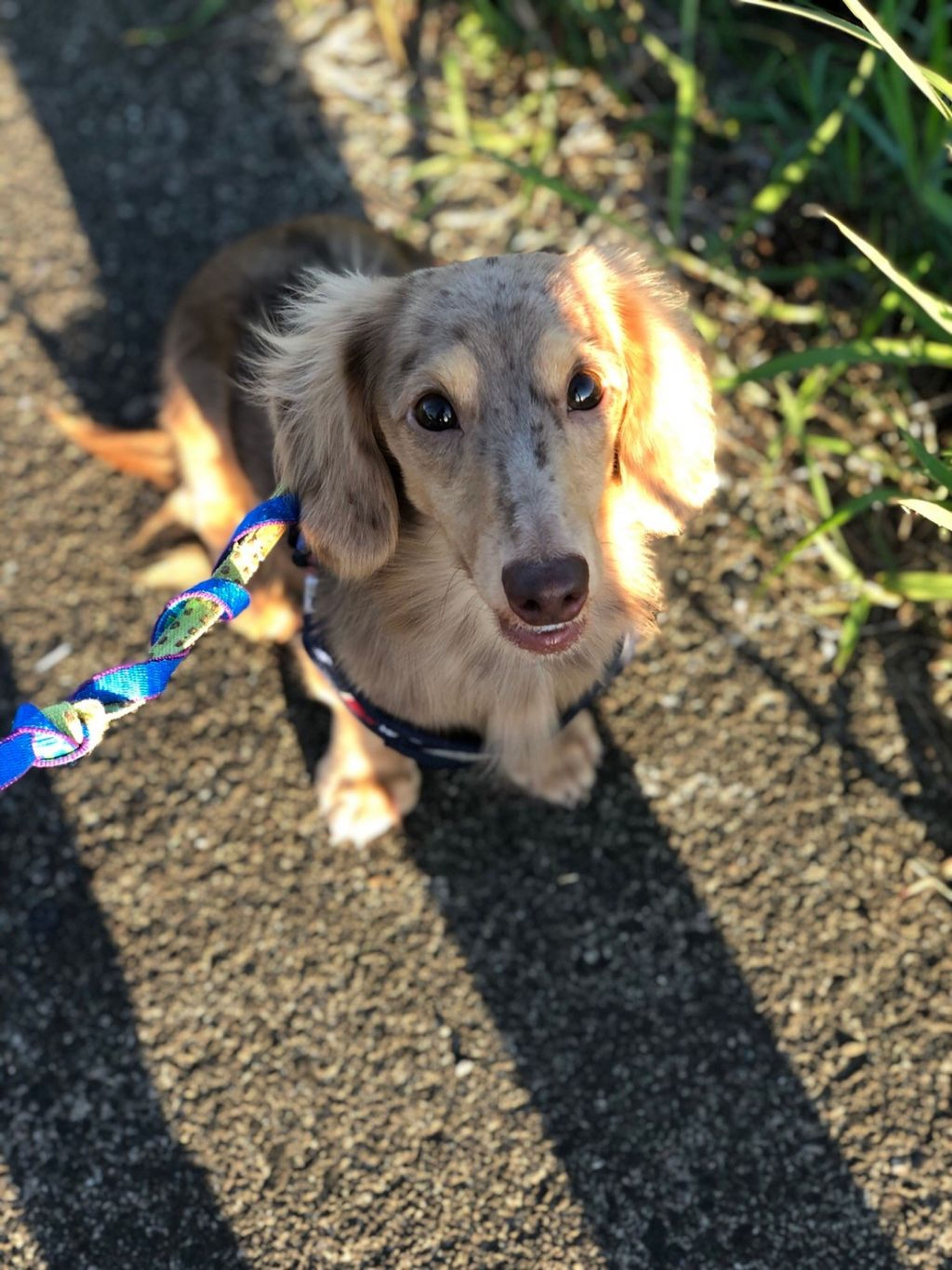 pet-image-8