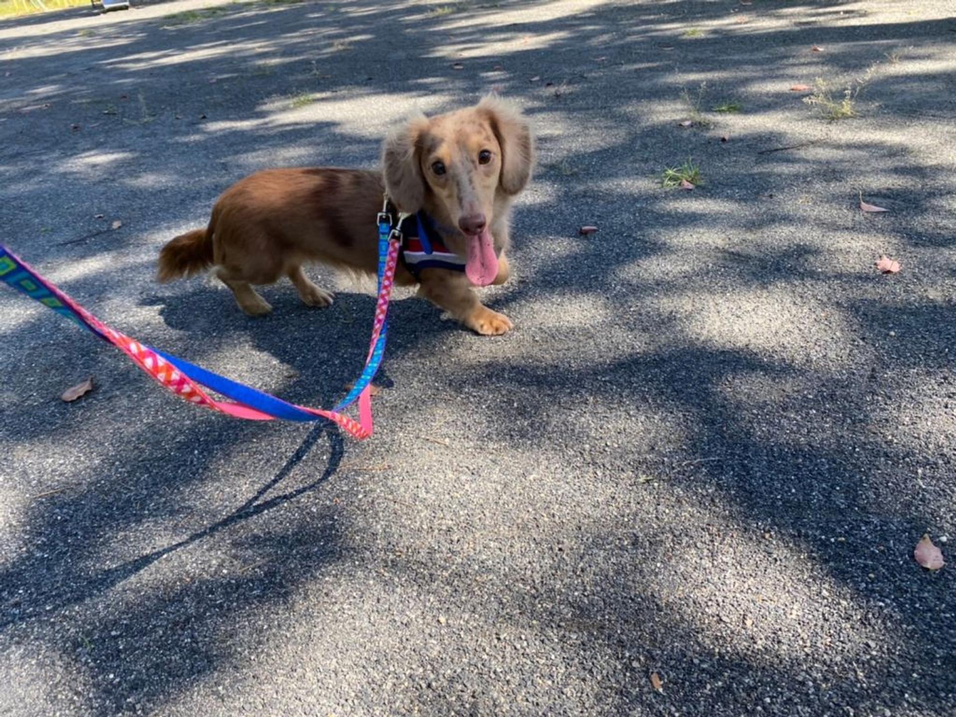 pet-image-9