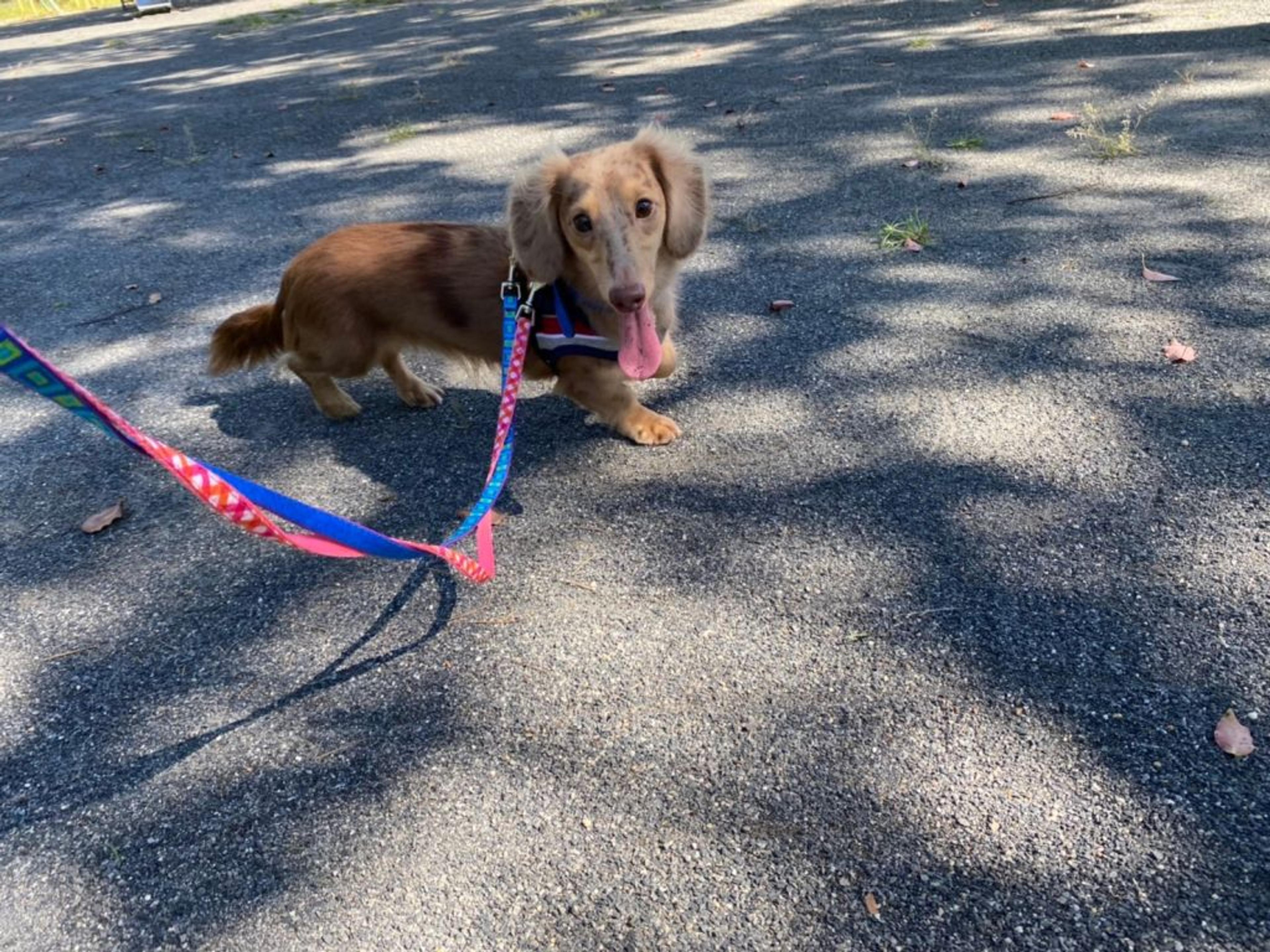 pet-image-9