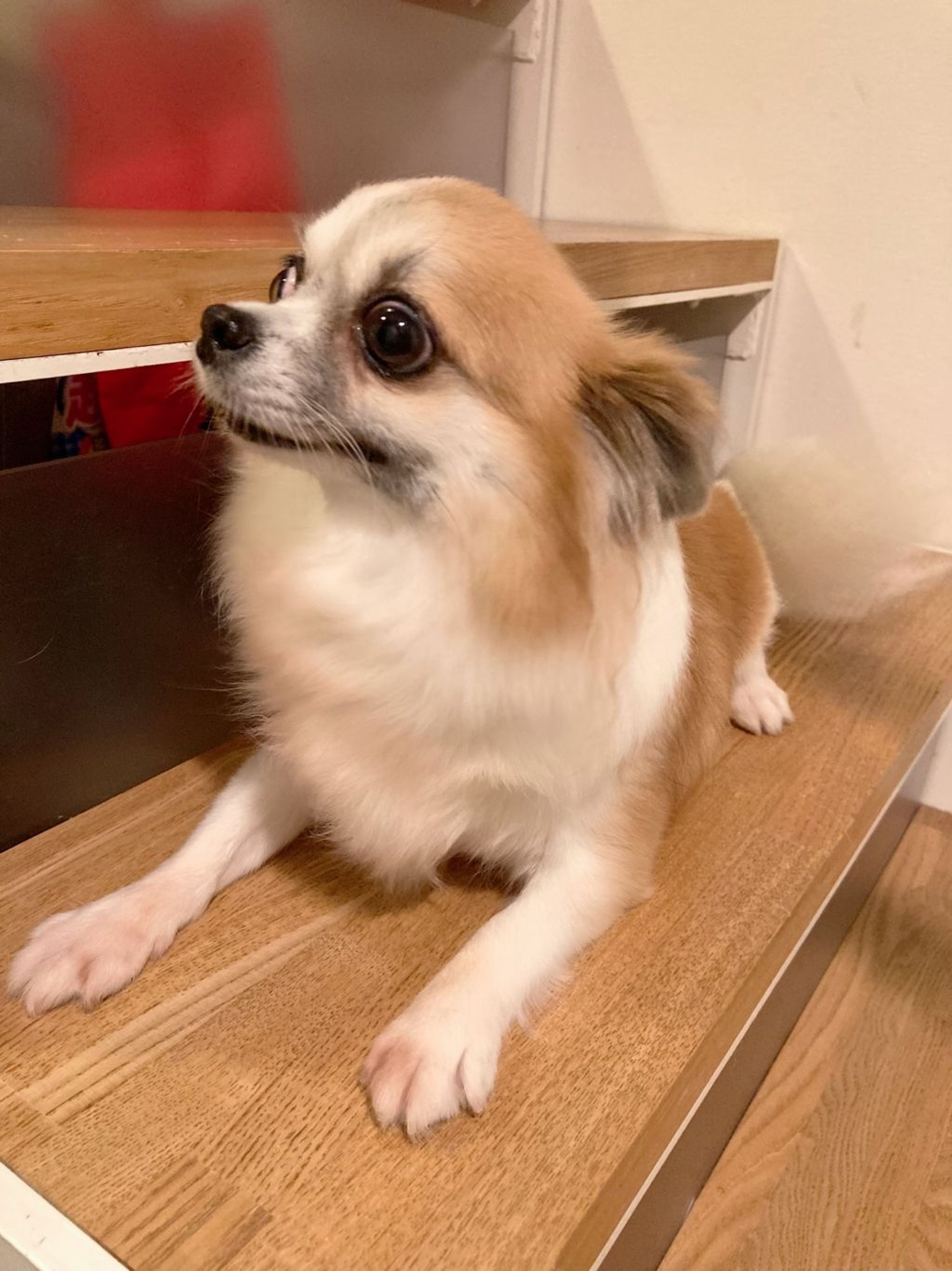 pet-image-3