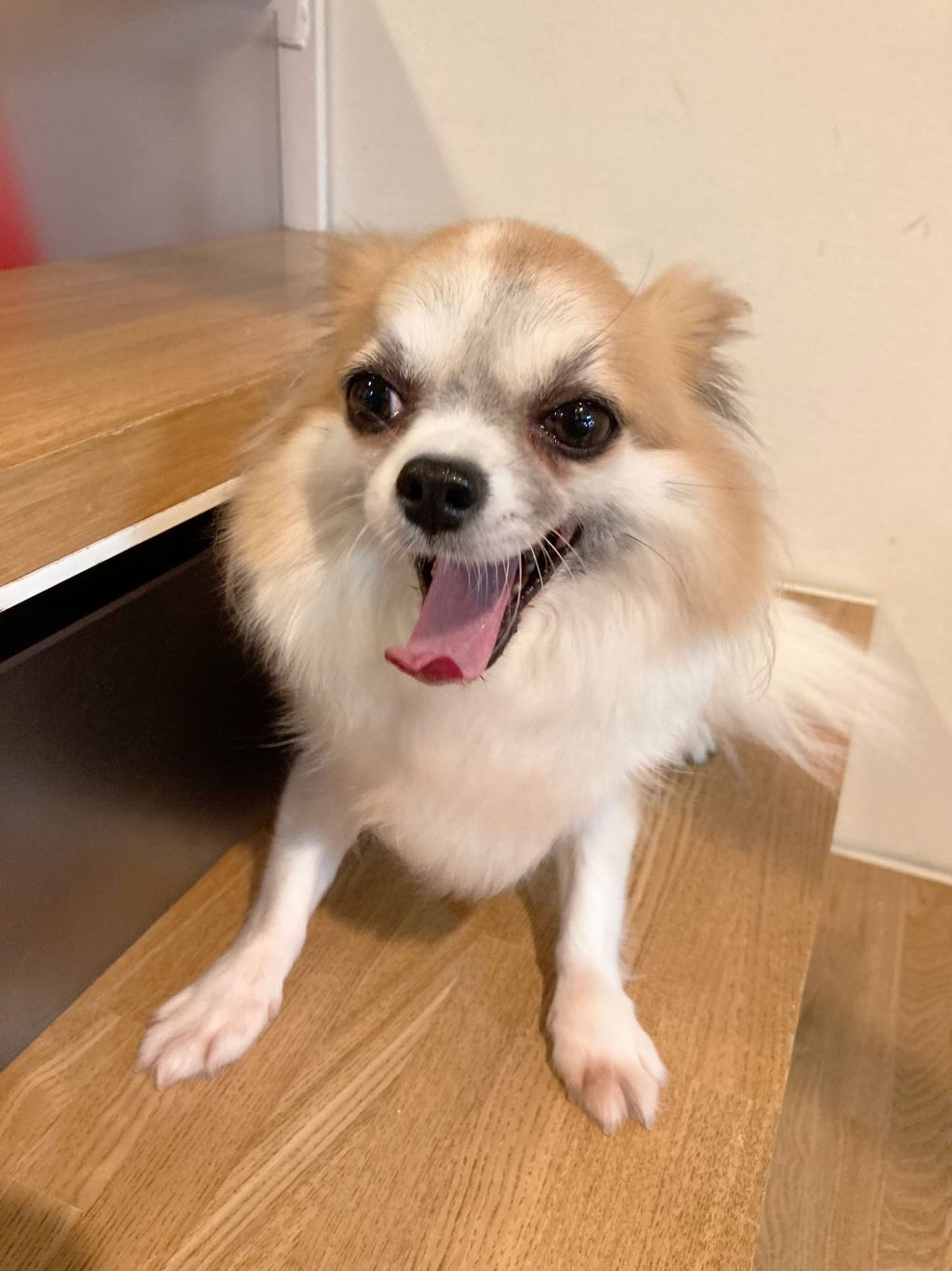 pet-image-4