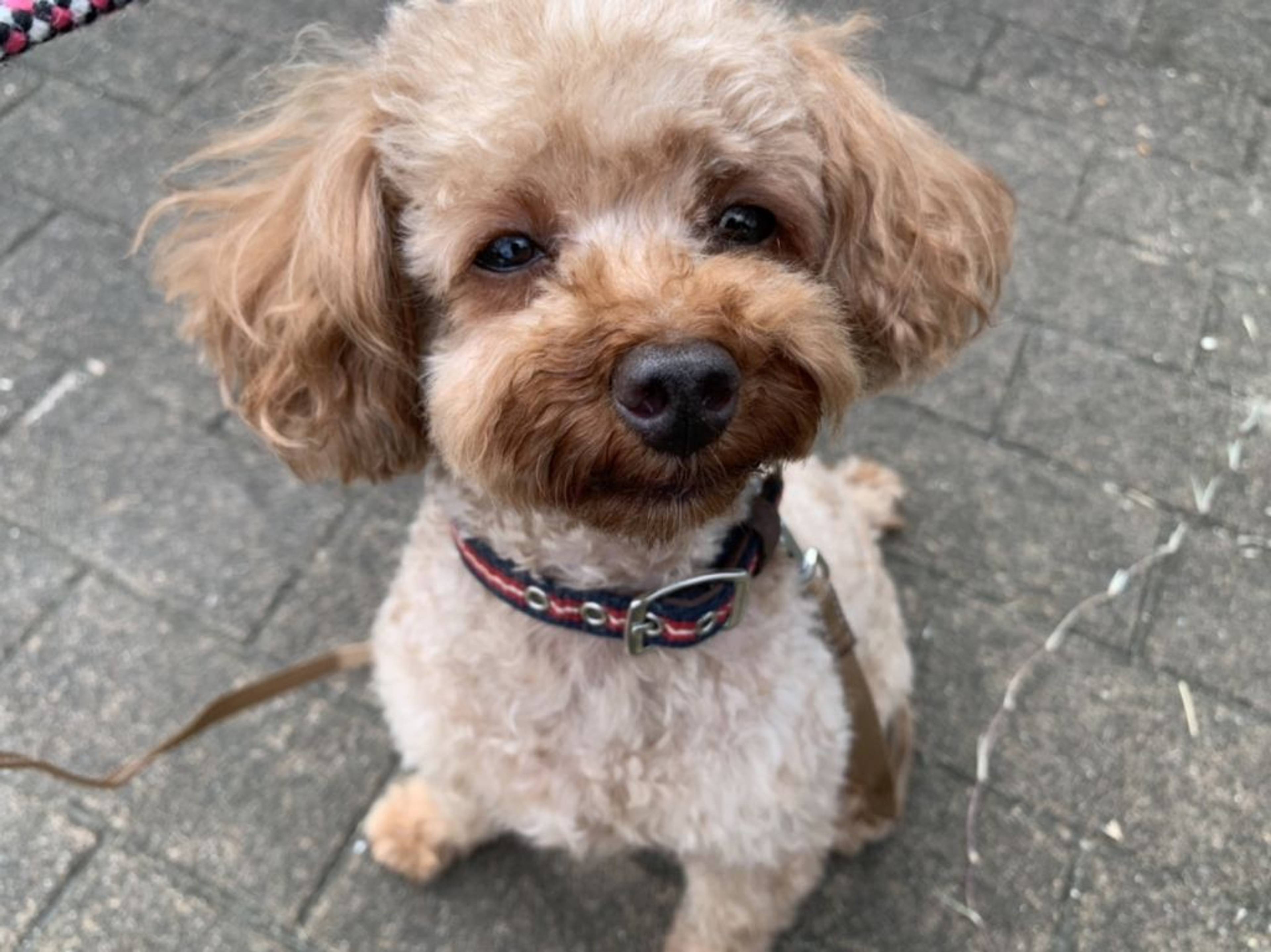 トイプードル・オスの里親募集の写真