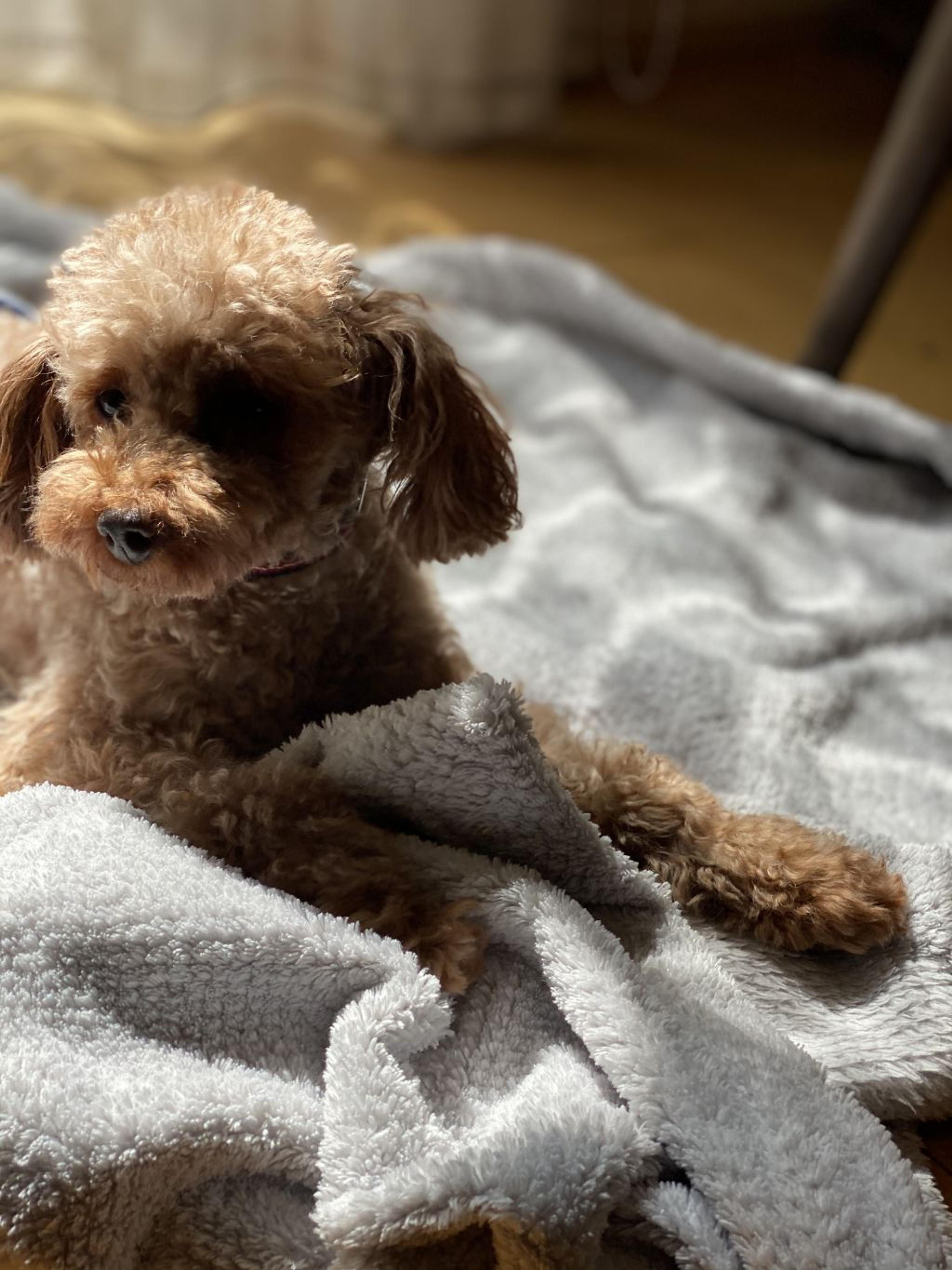 pet-image-2