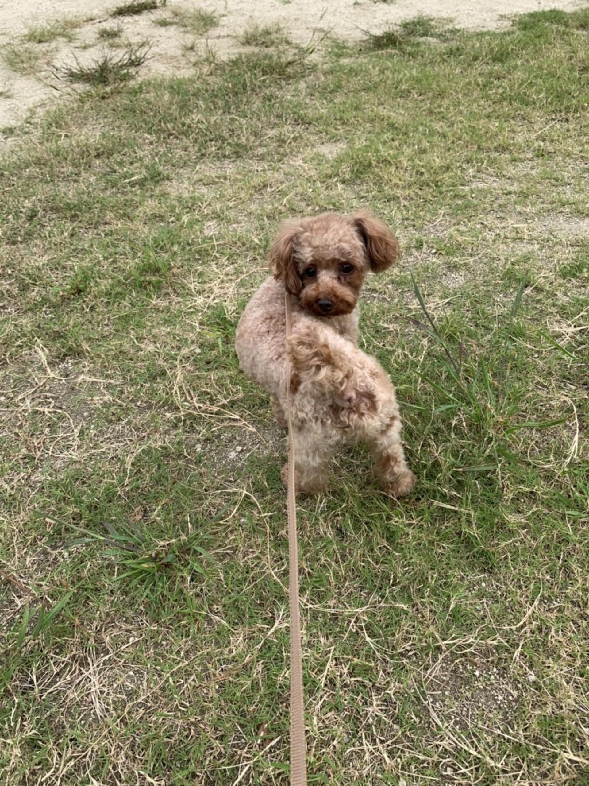 pet-image-3