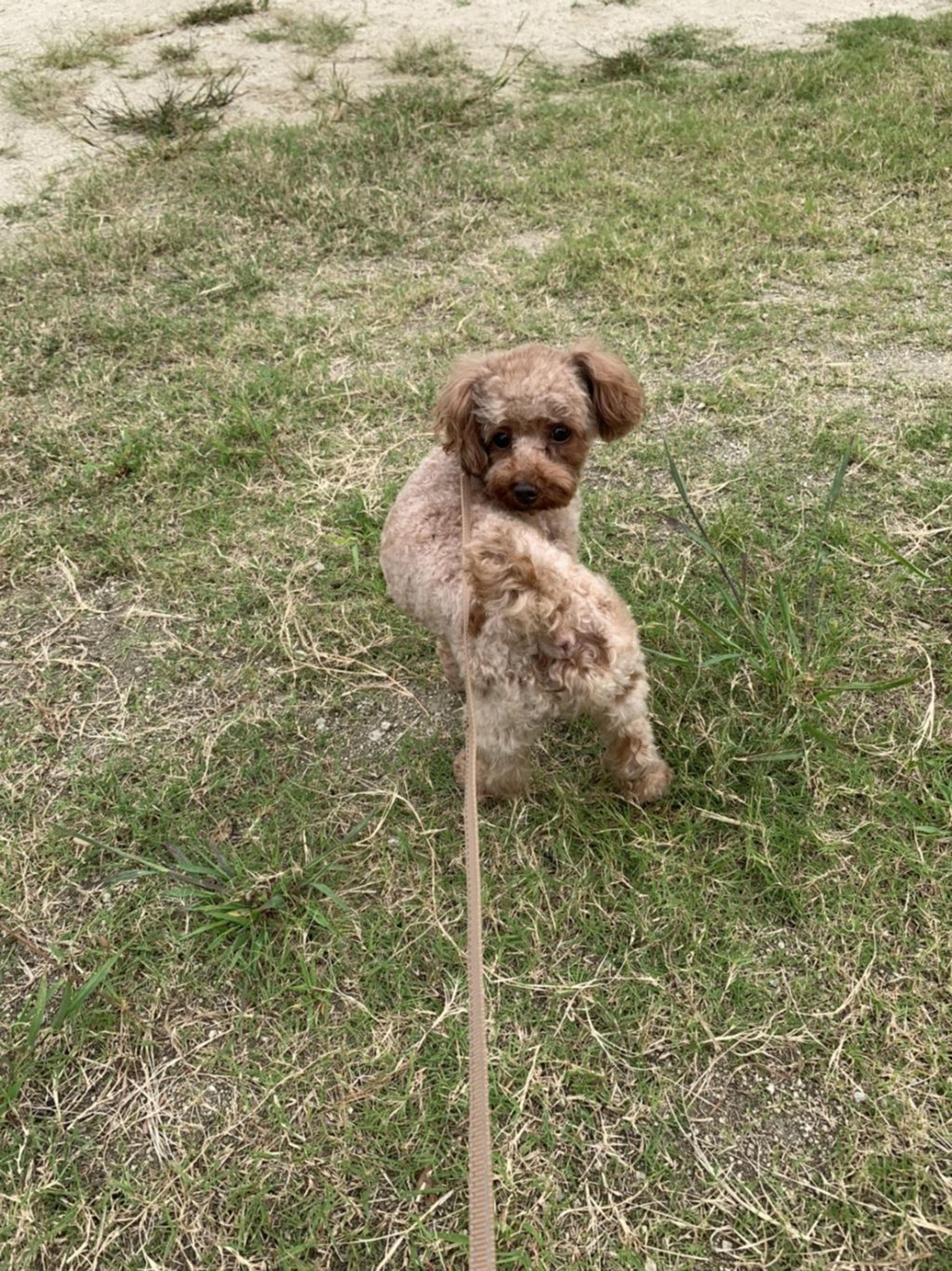 pet-image-3