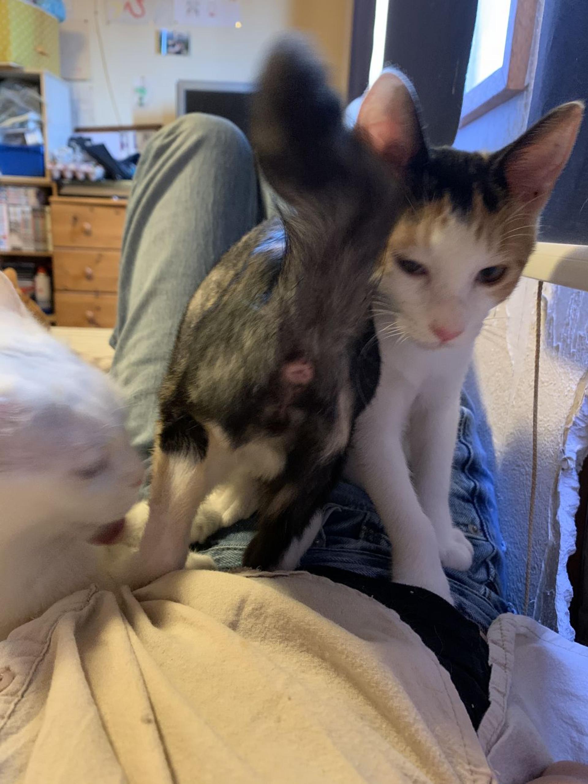 pet-image-3