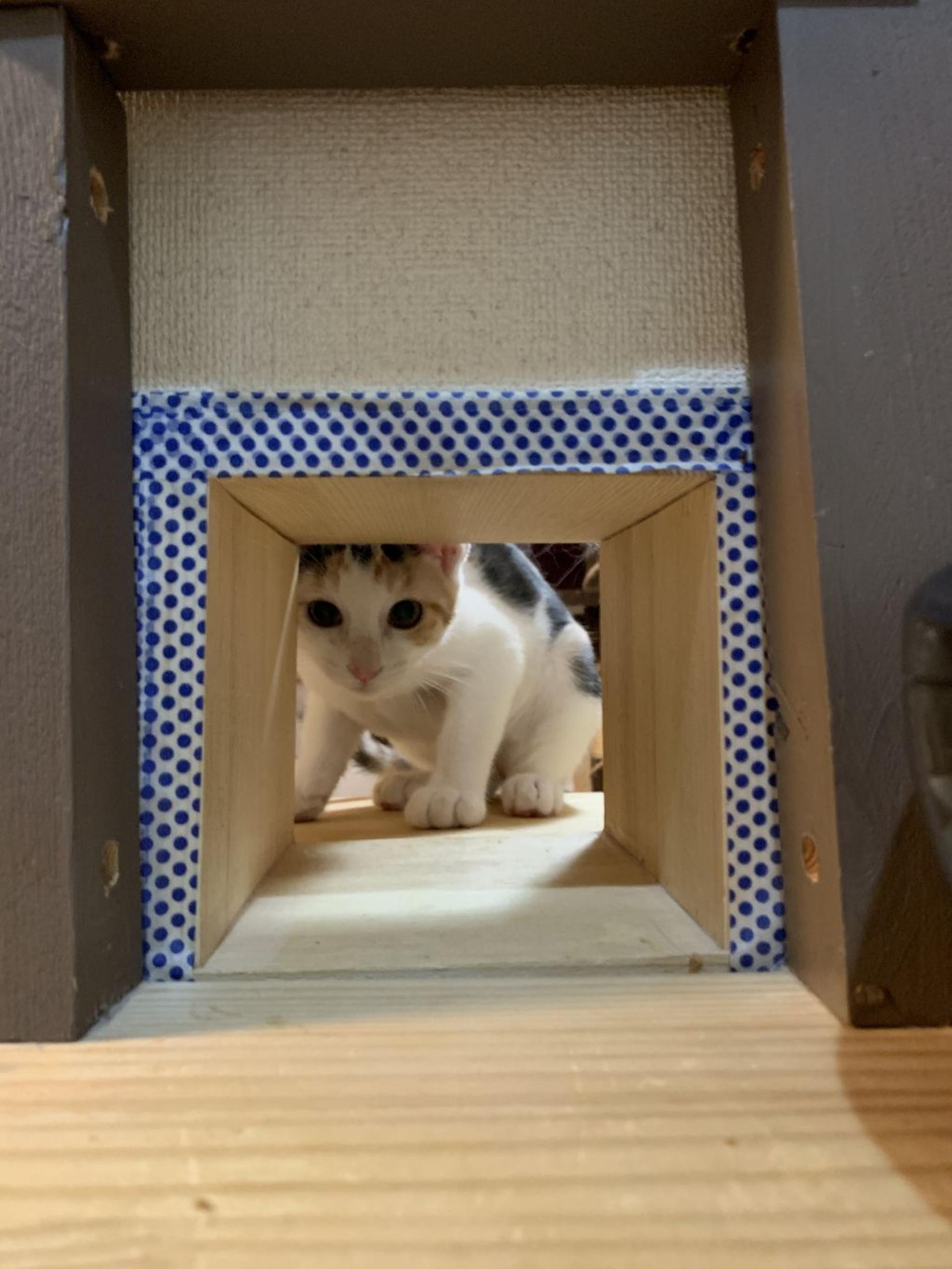 pet-image-4