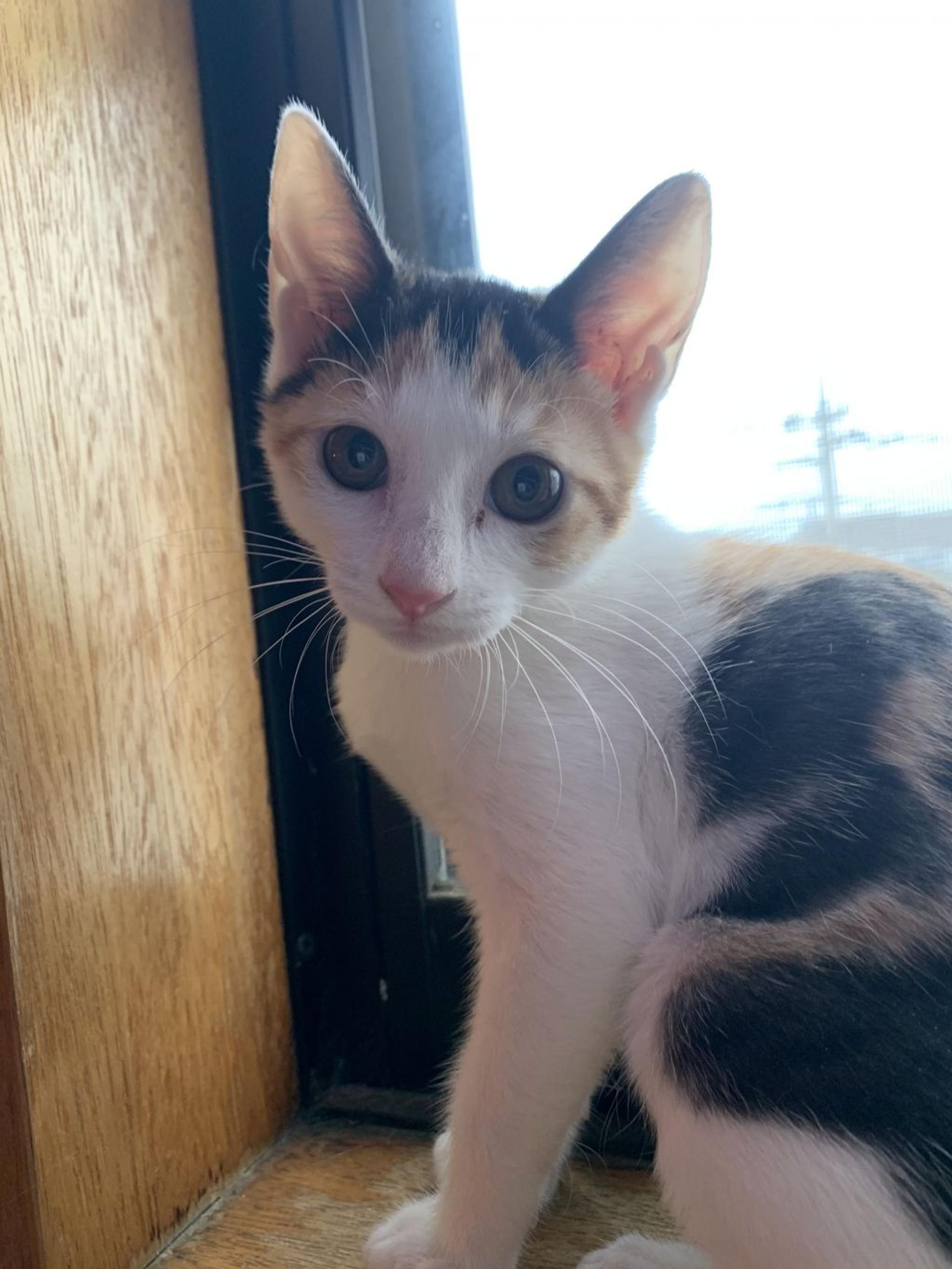 pet-image-5