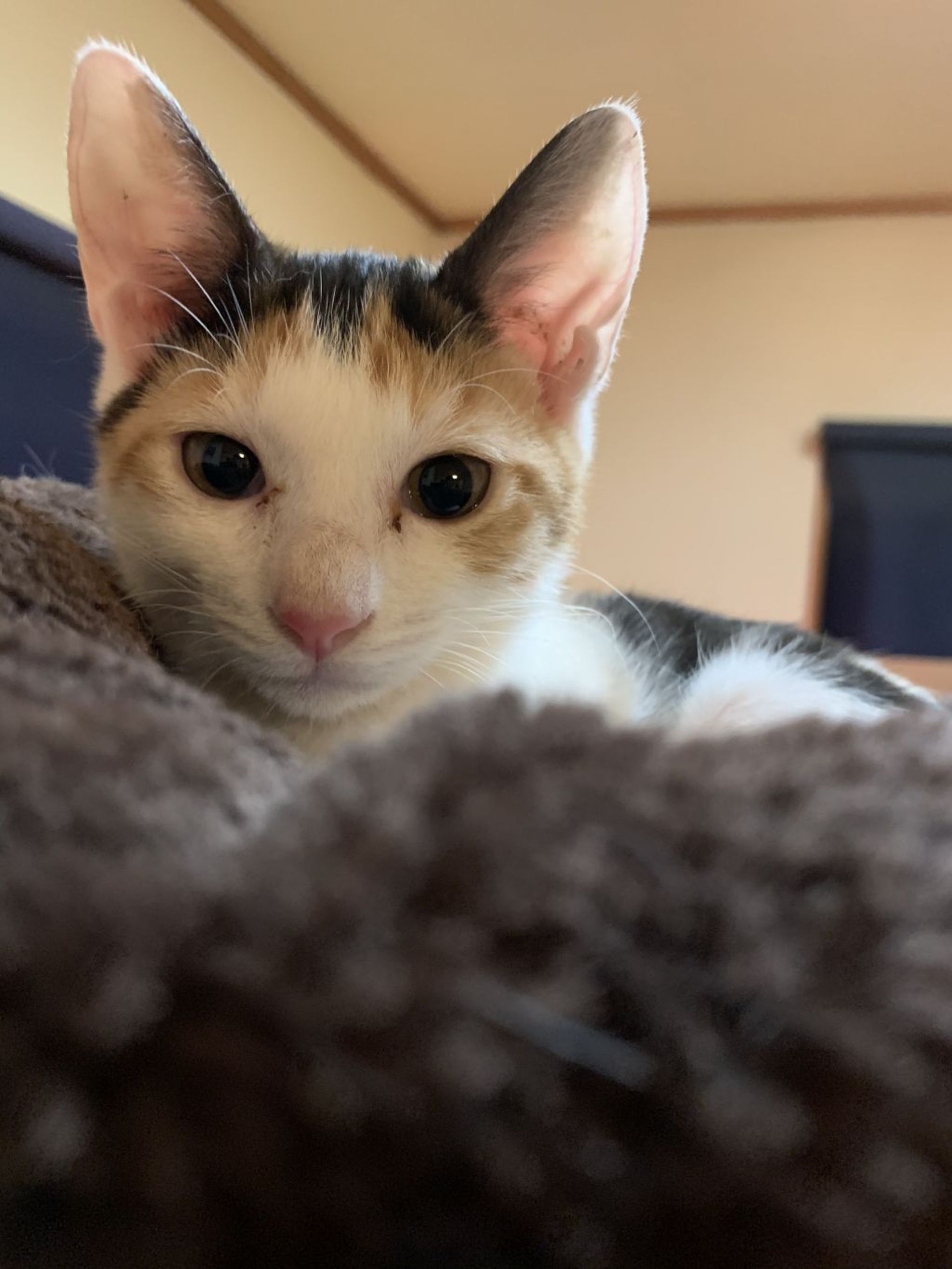 雑種（ミックス猫）・メスの里親募集の写真