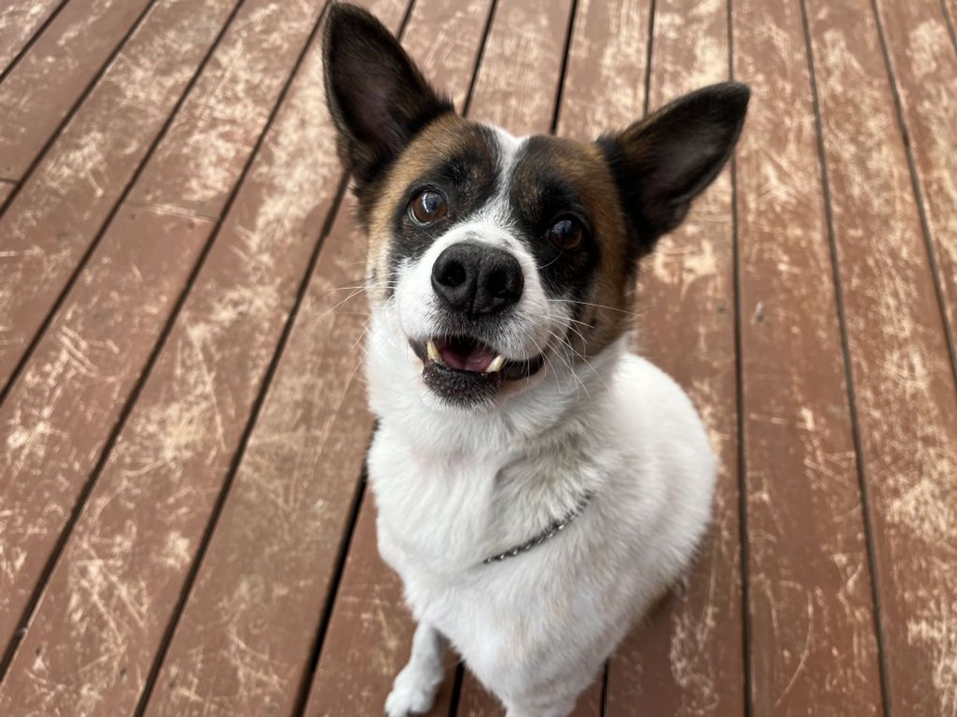 雑種（ミックス犬）・オスの里親募集の写真
