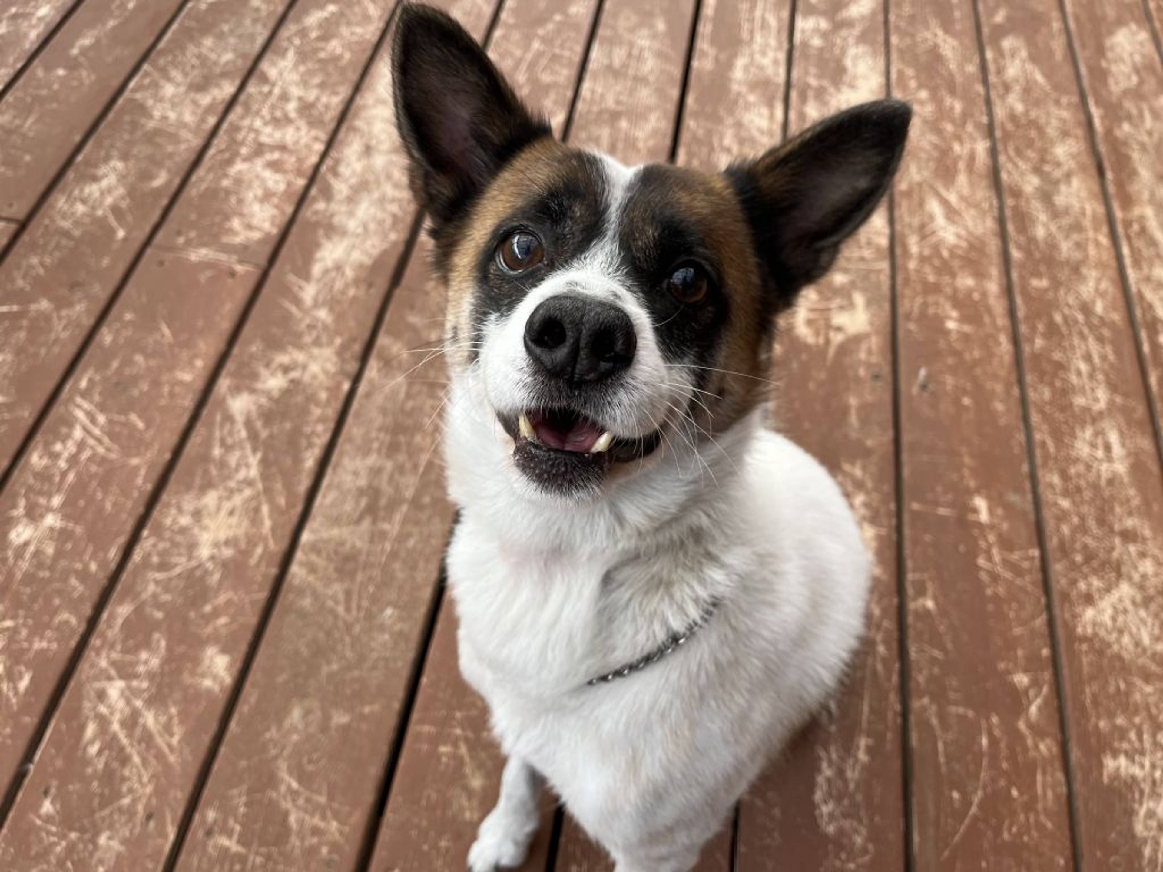 雑種（ミックス犬）・オスの里親募集の写真