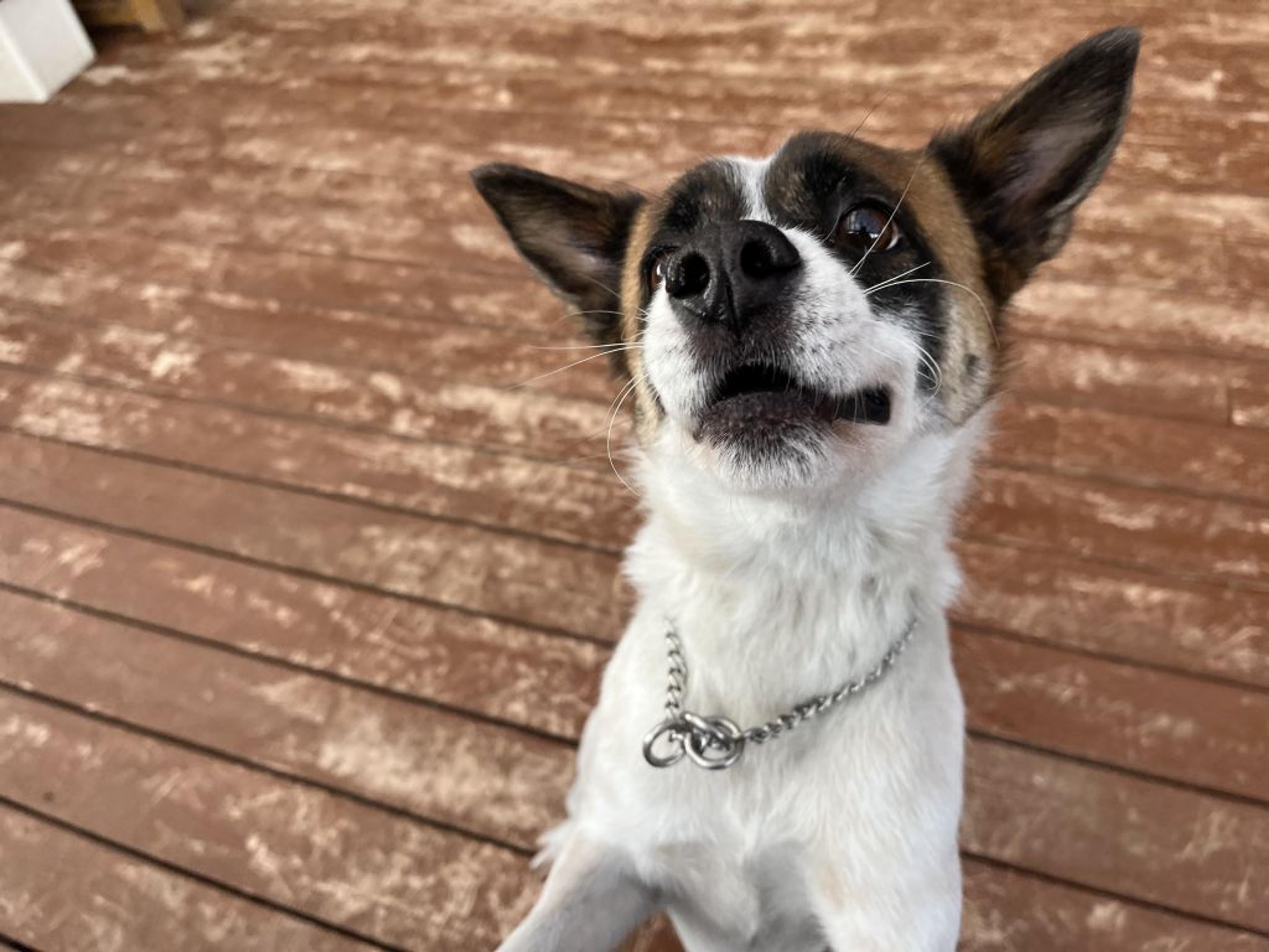 pet-image-2
