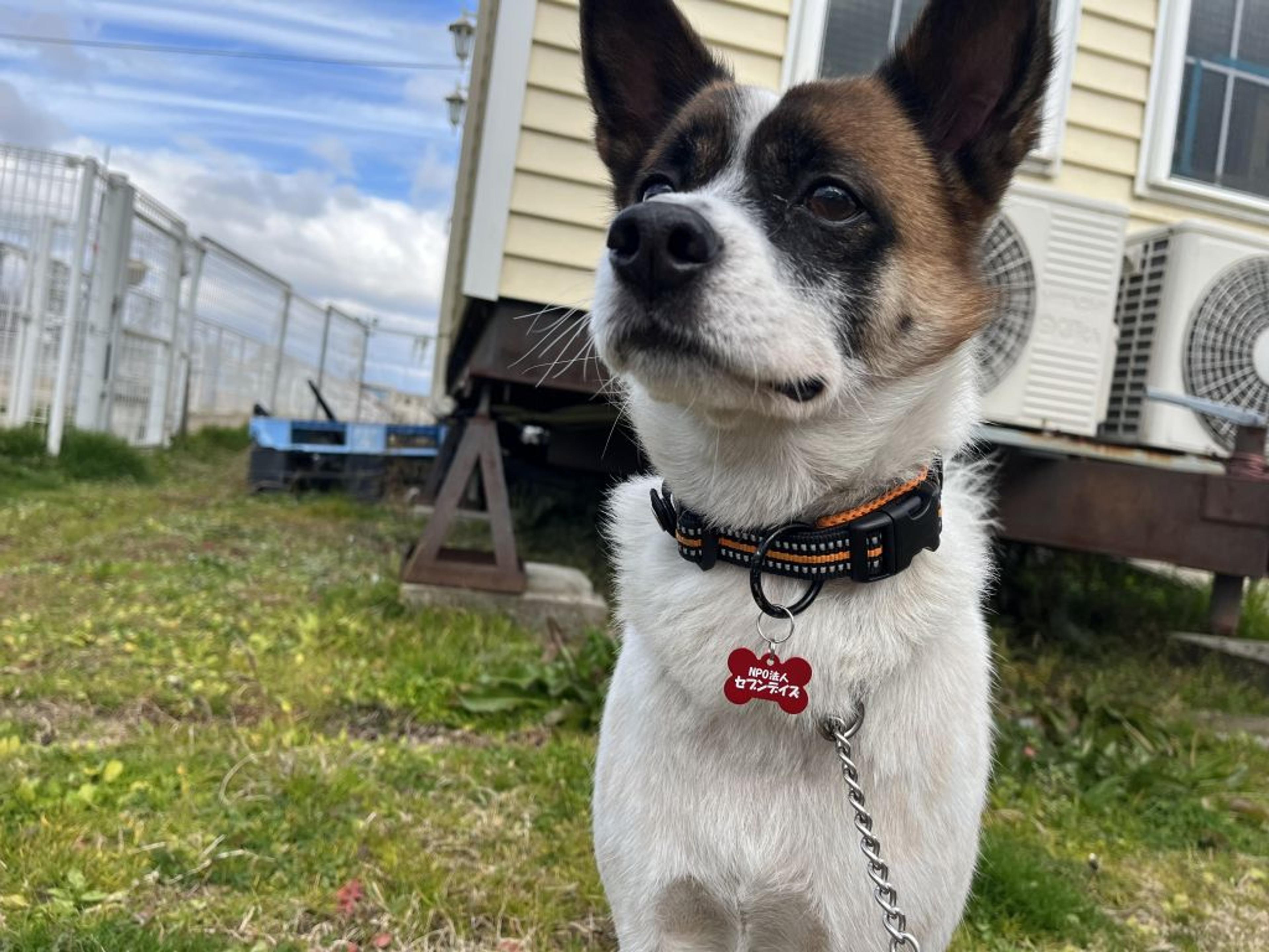 pet-image-3