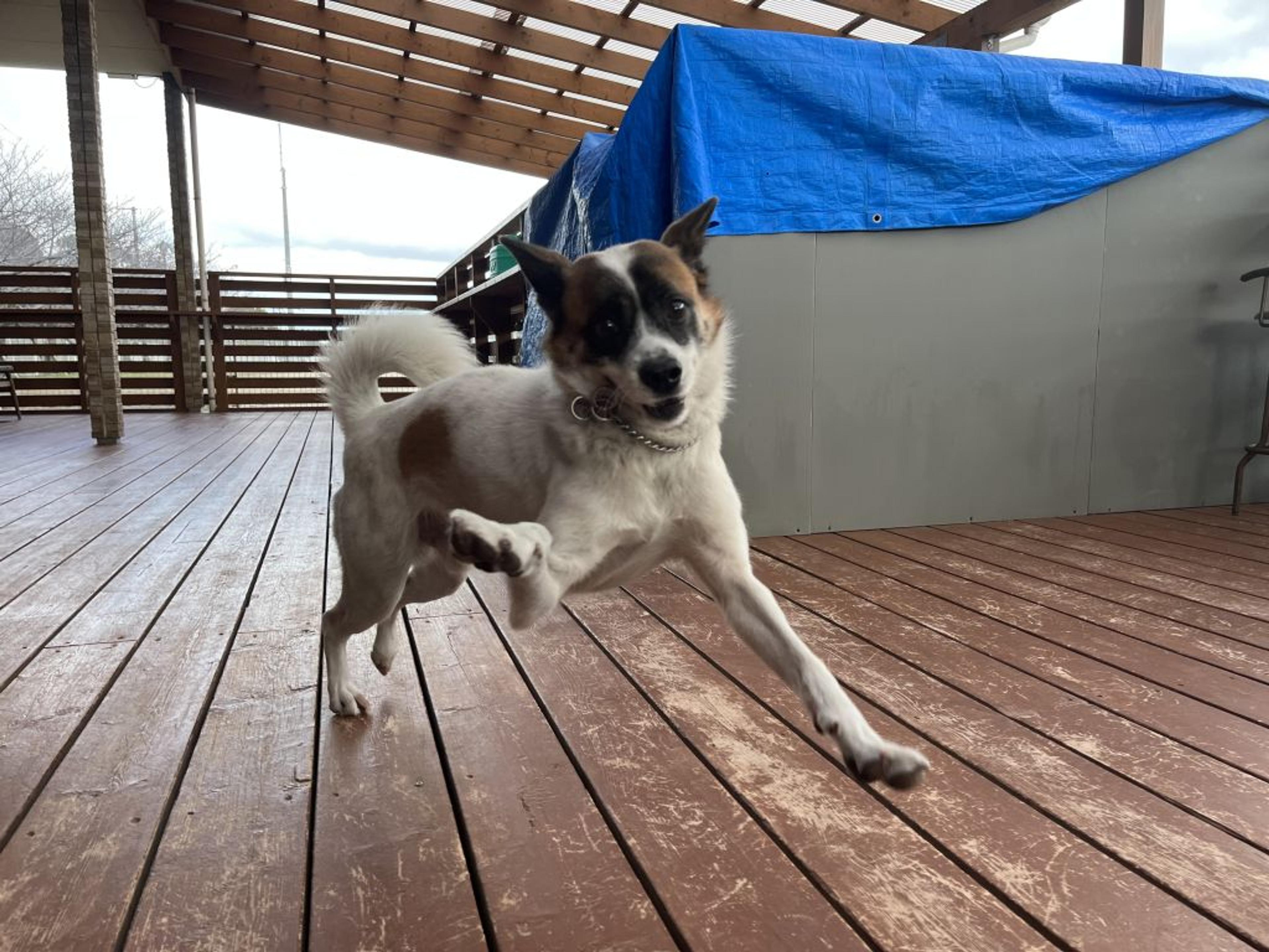 pet-image-4