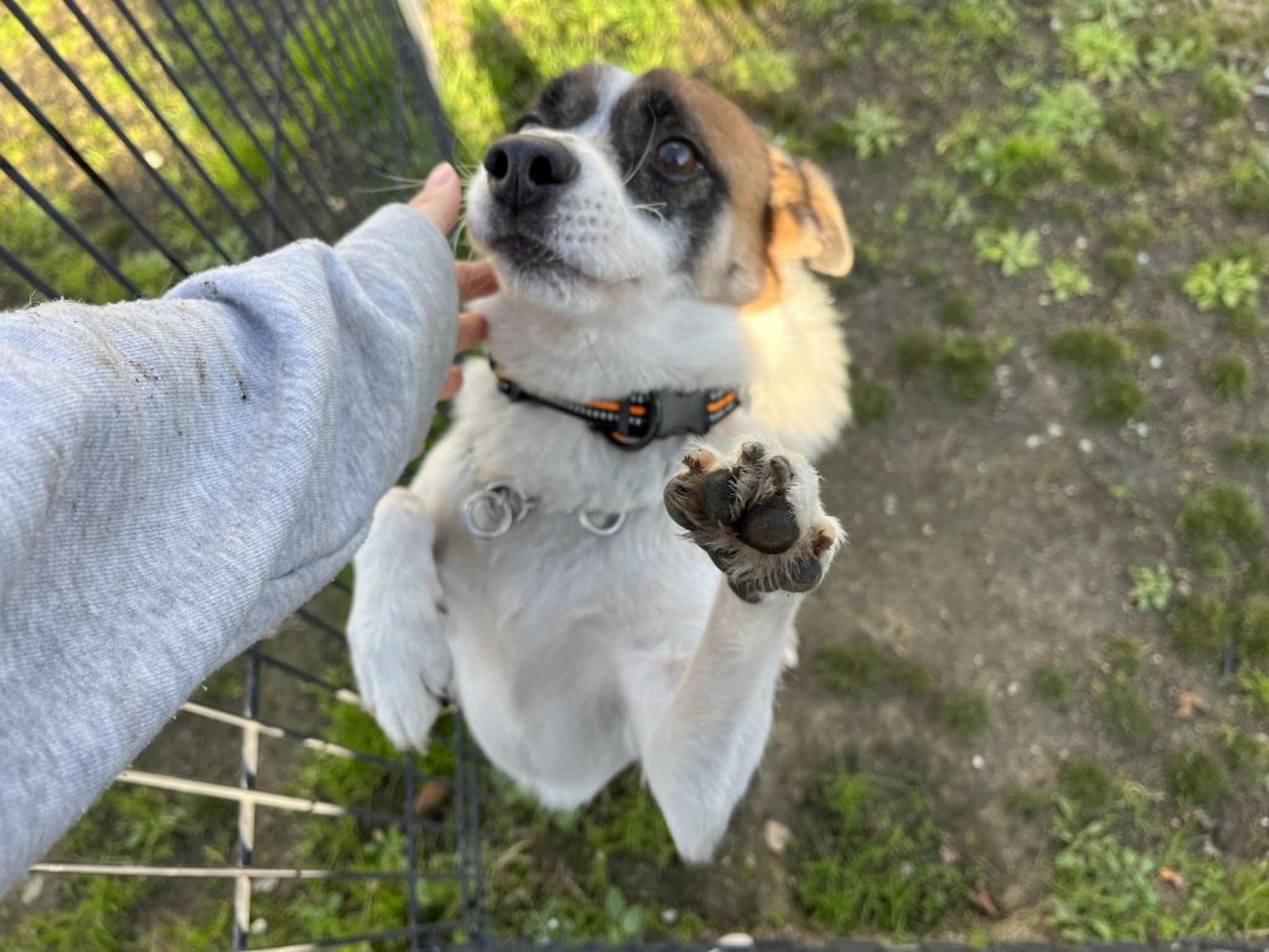 pet-image-5