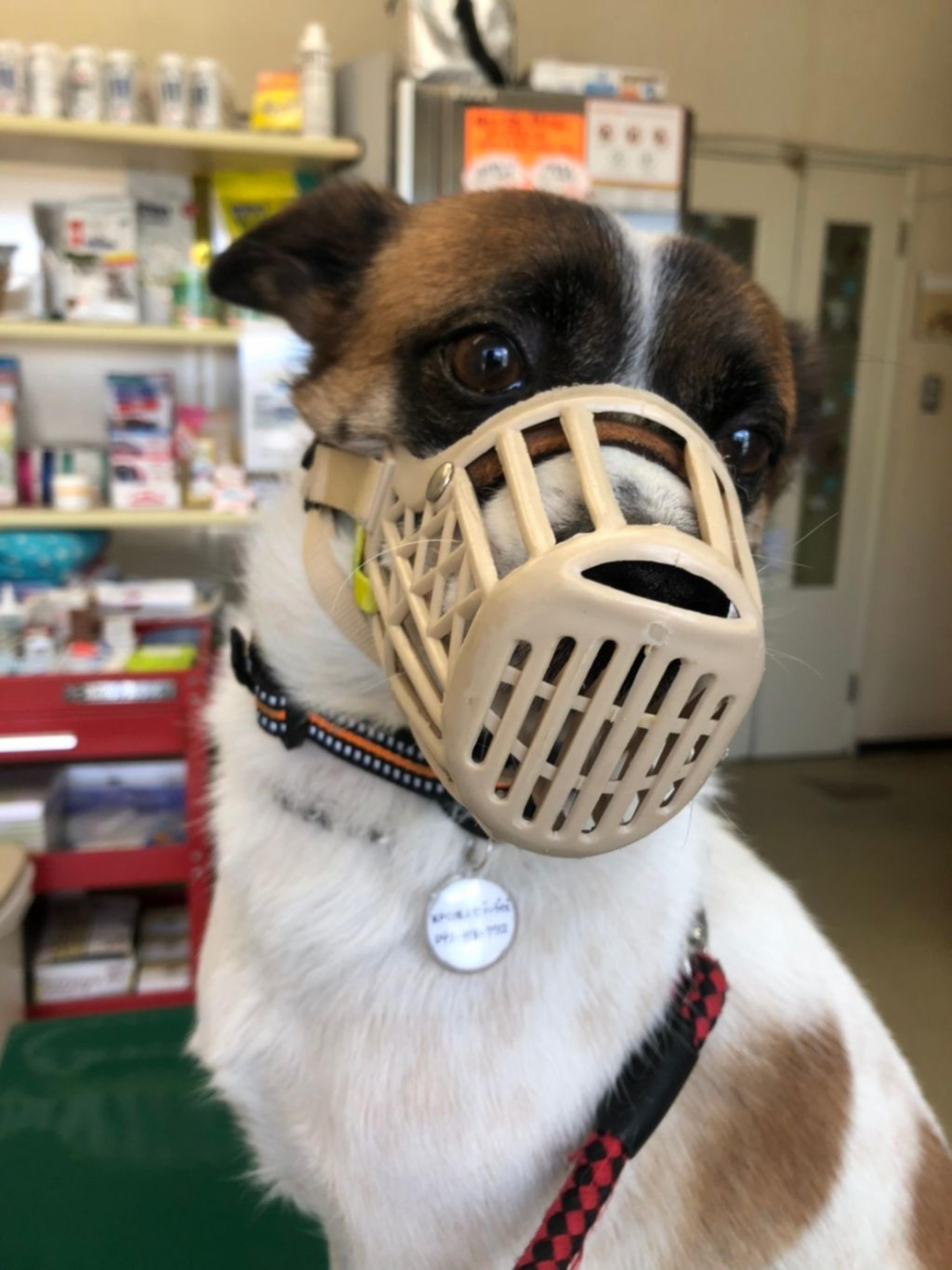 pet-image-7