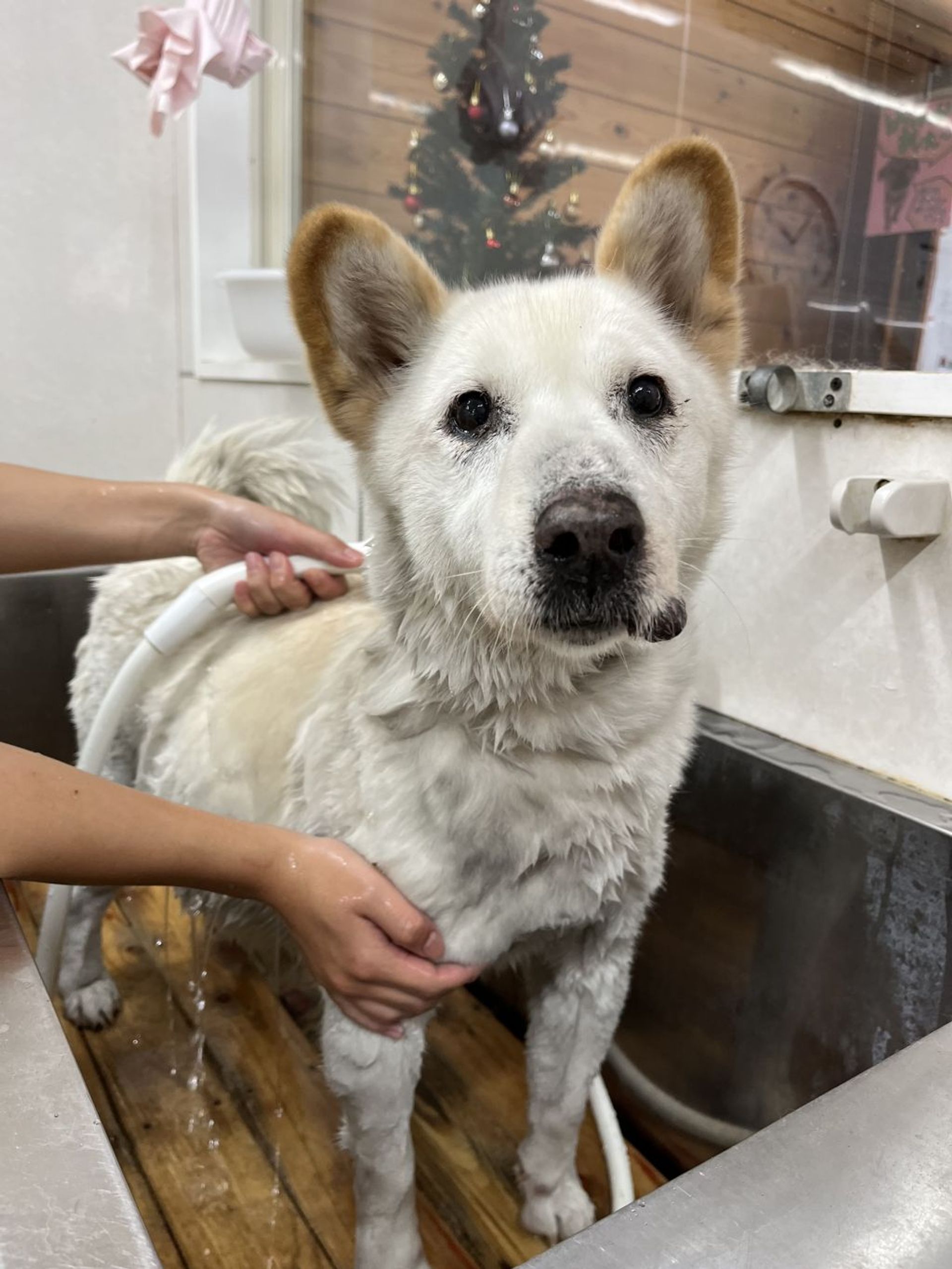 雑種（ミックス犬）・メスの里親募集の写真