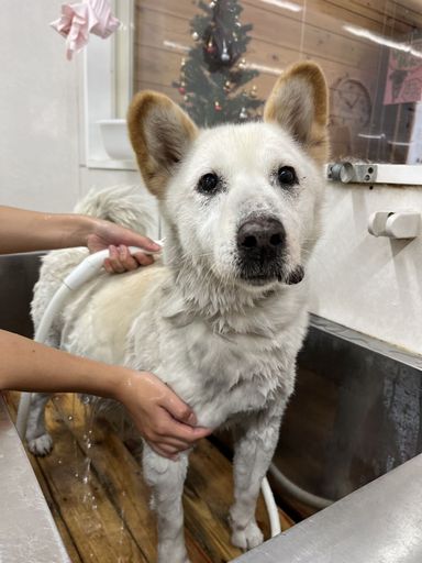 ポチ子